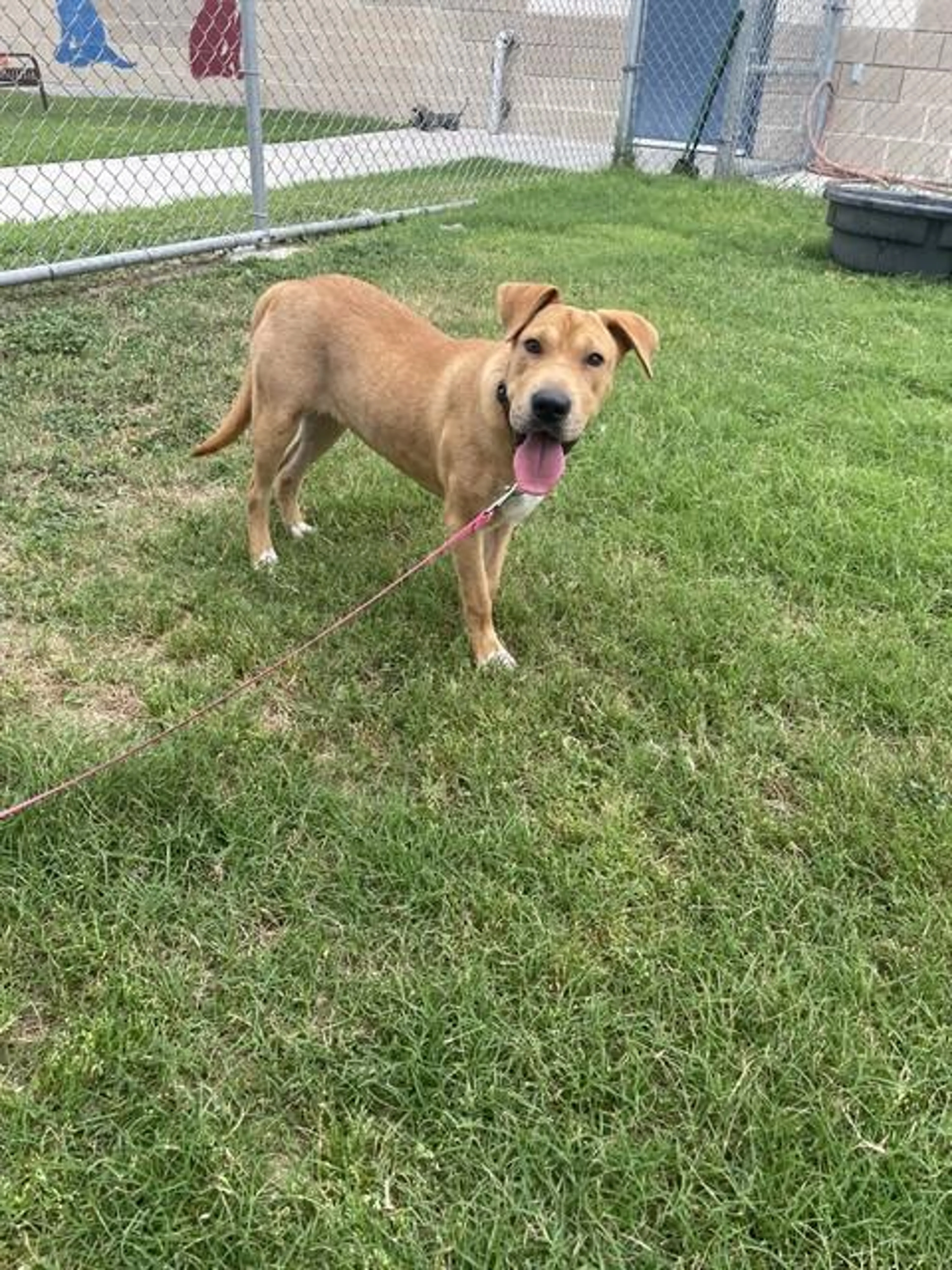 Found pet