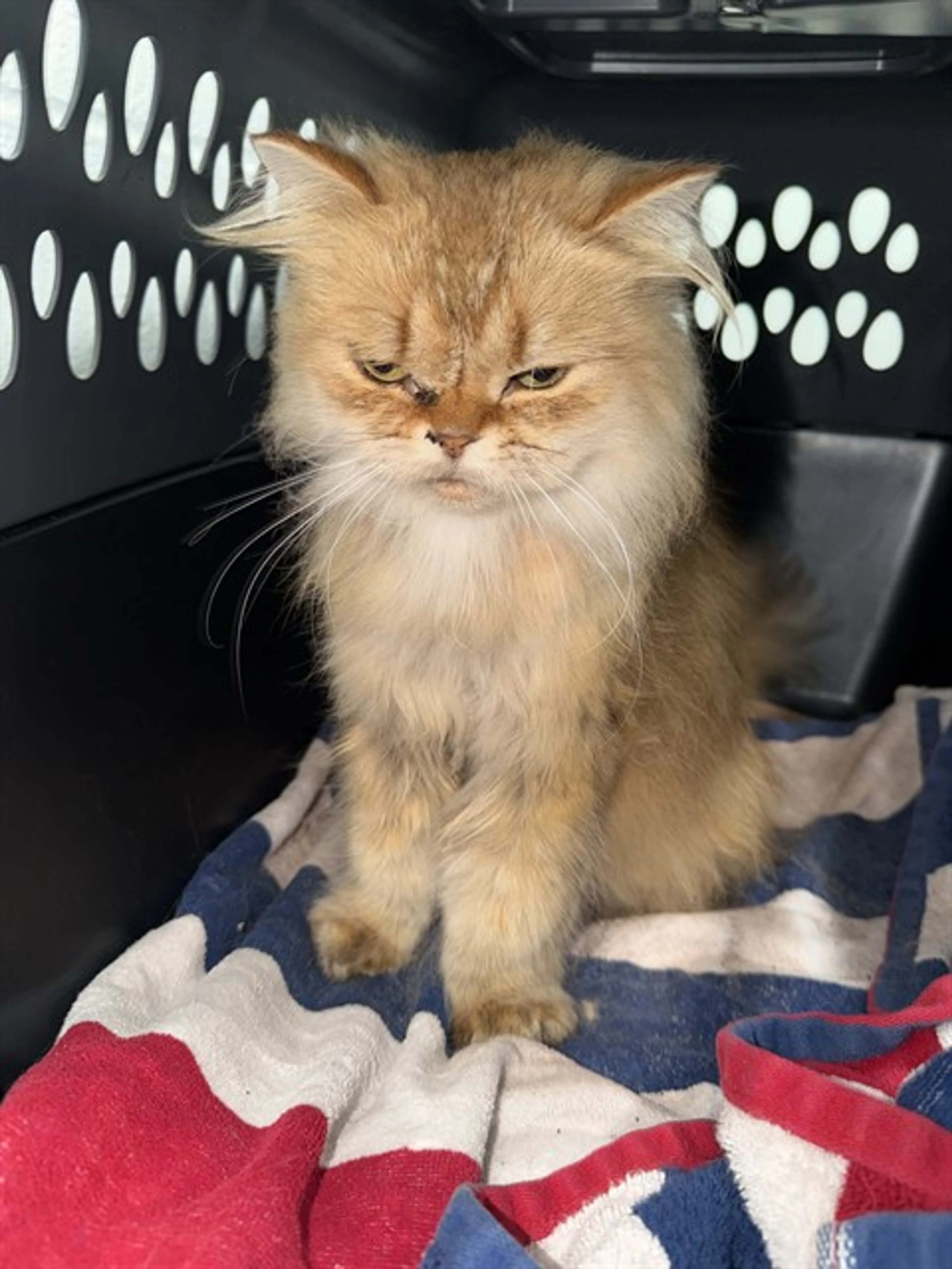 Found pet