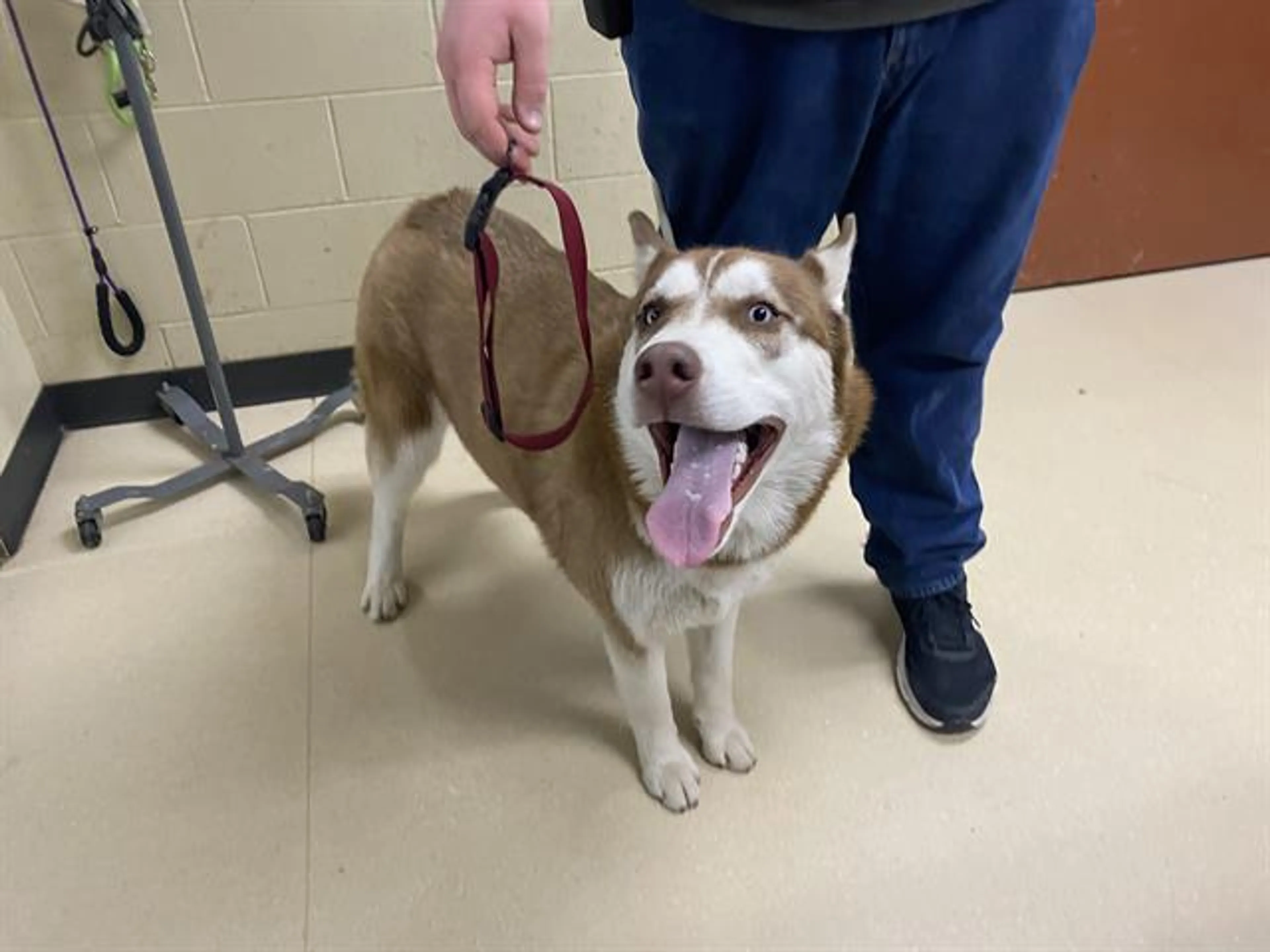 Found pet