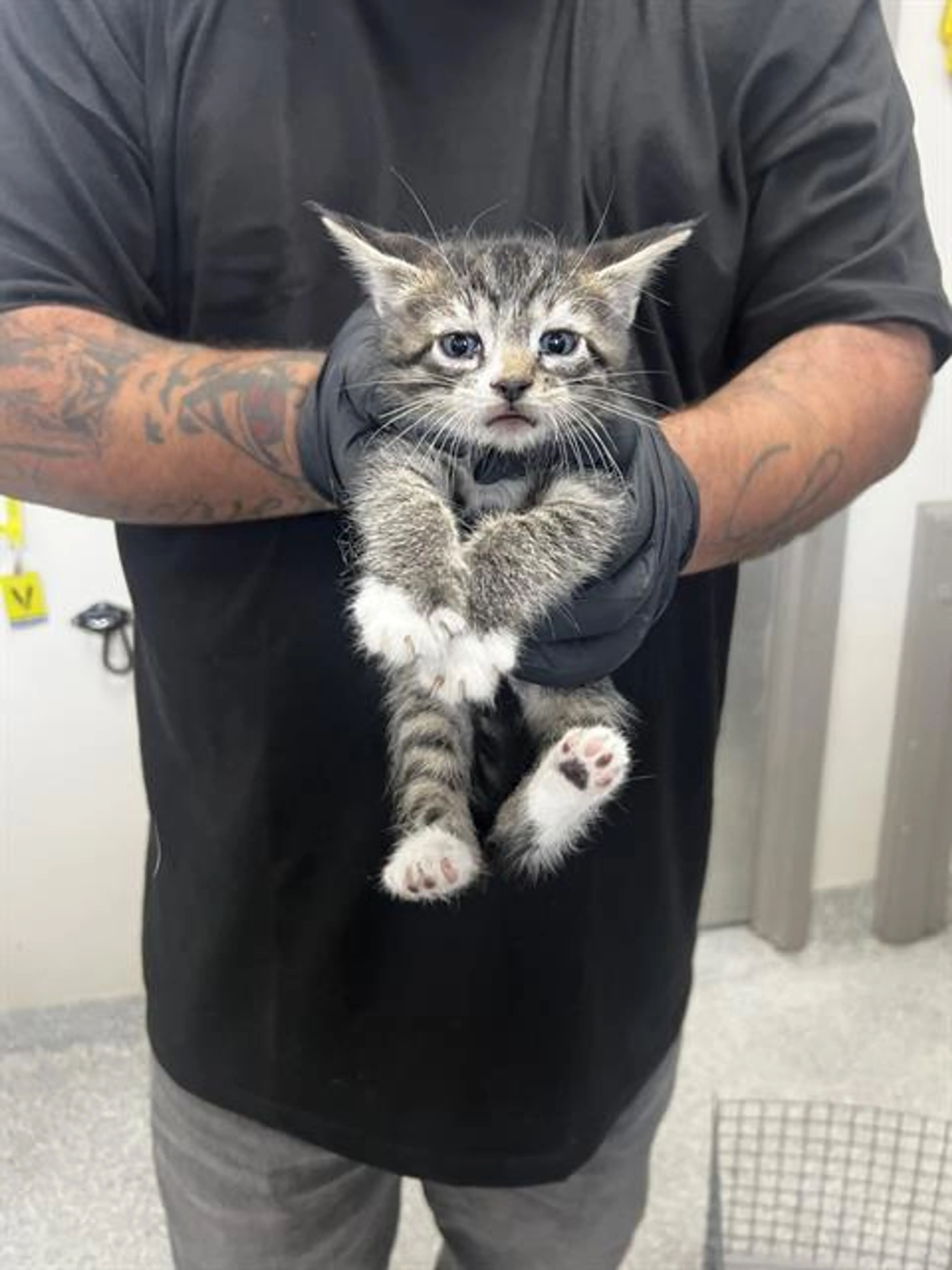 Found pet