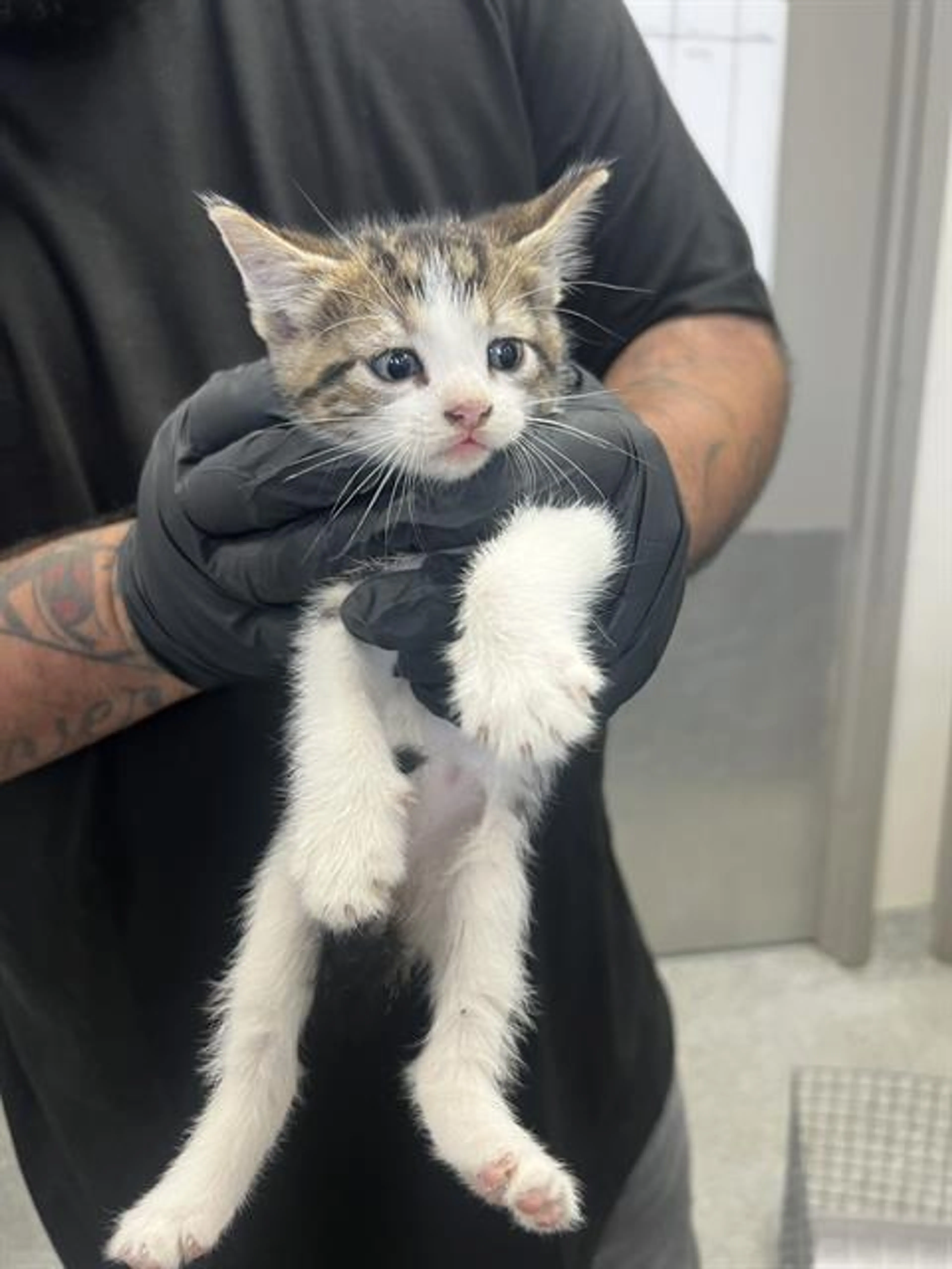 Found pet