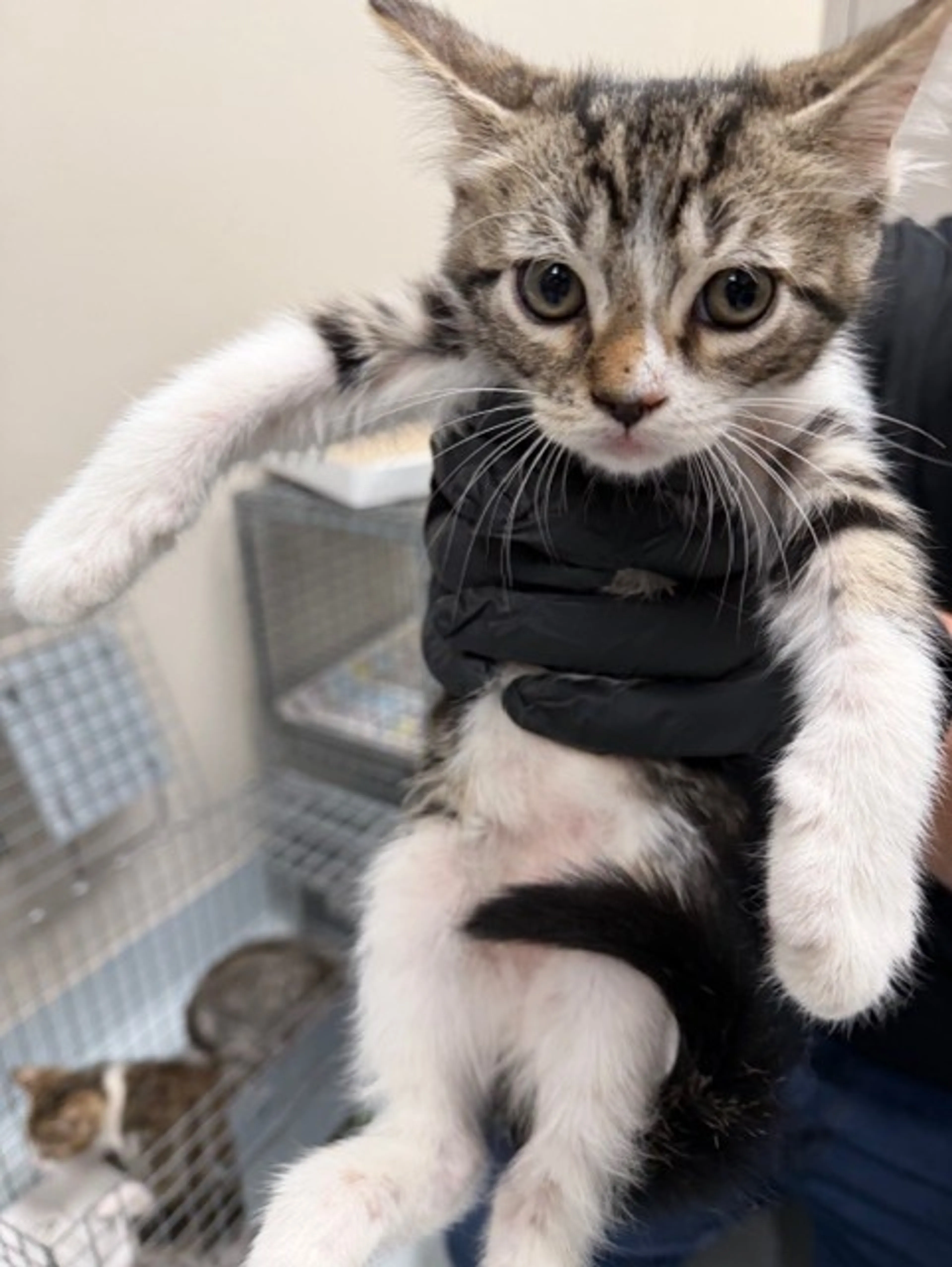 Found pet