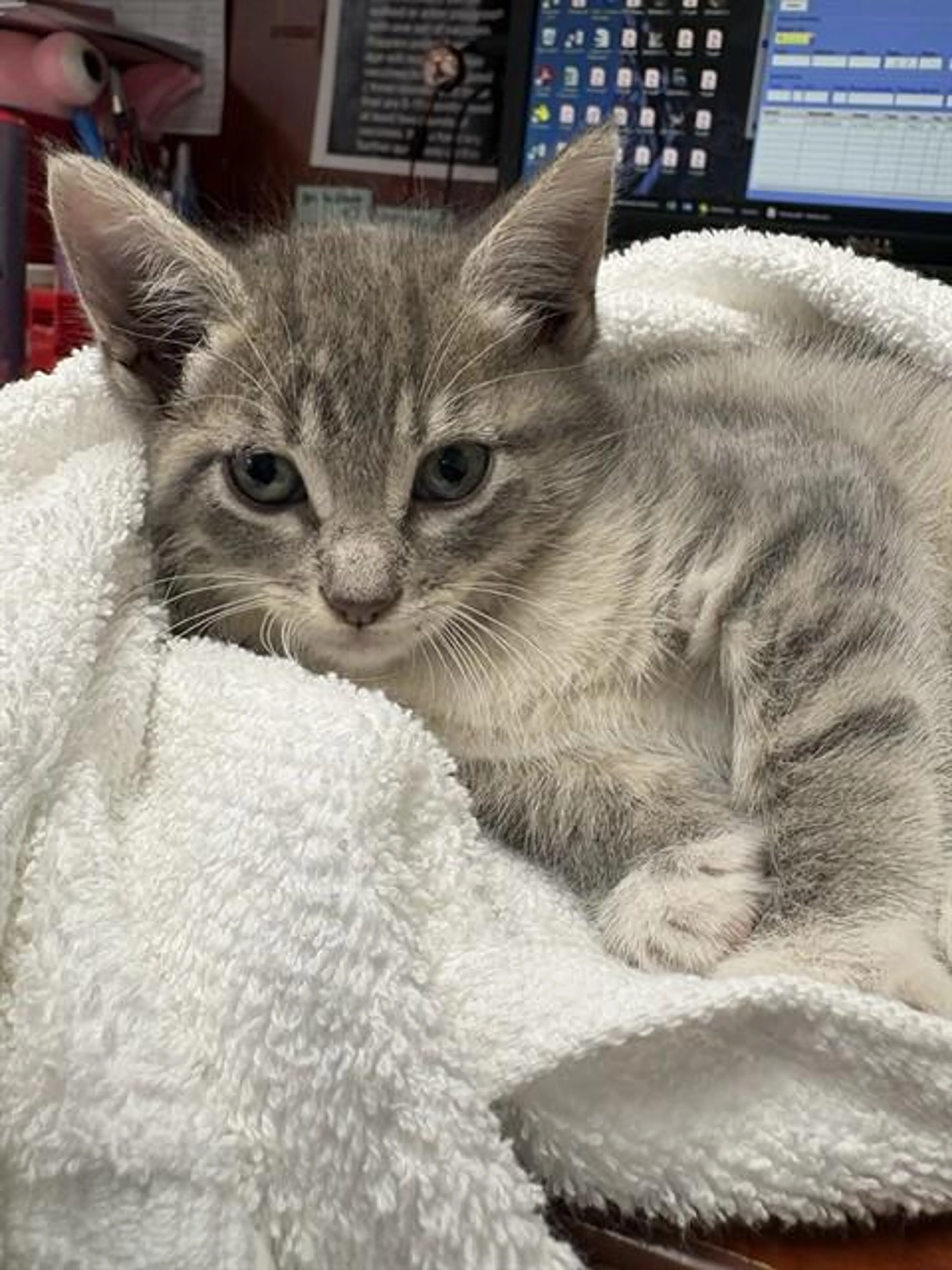 Found pet