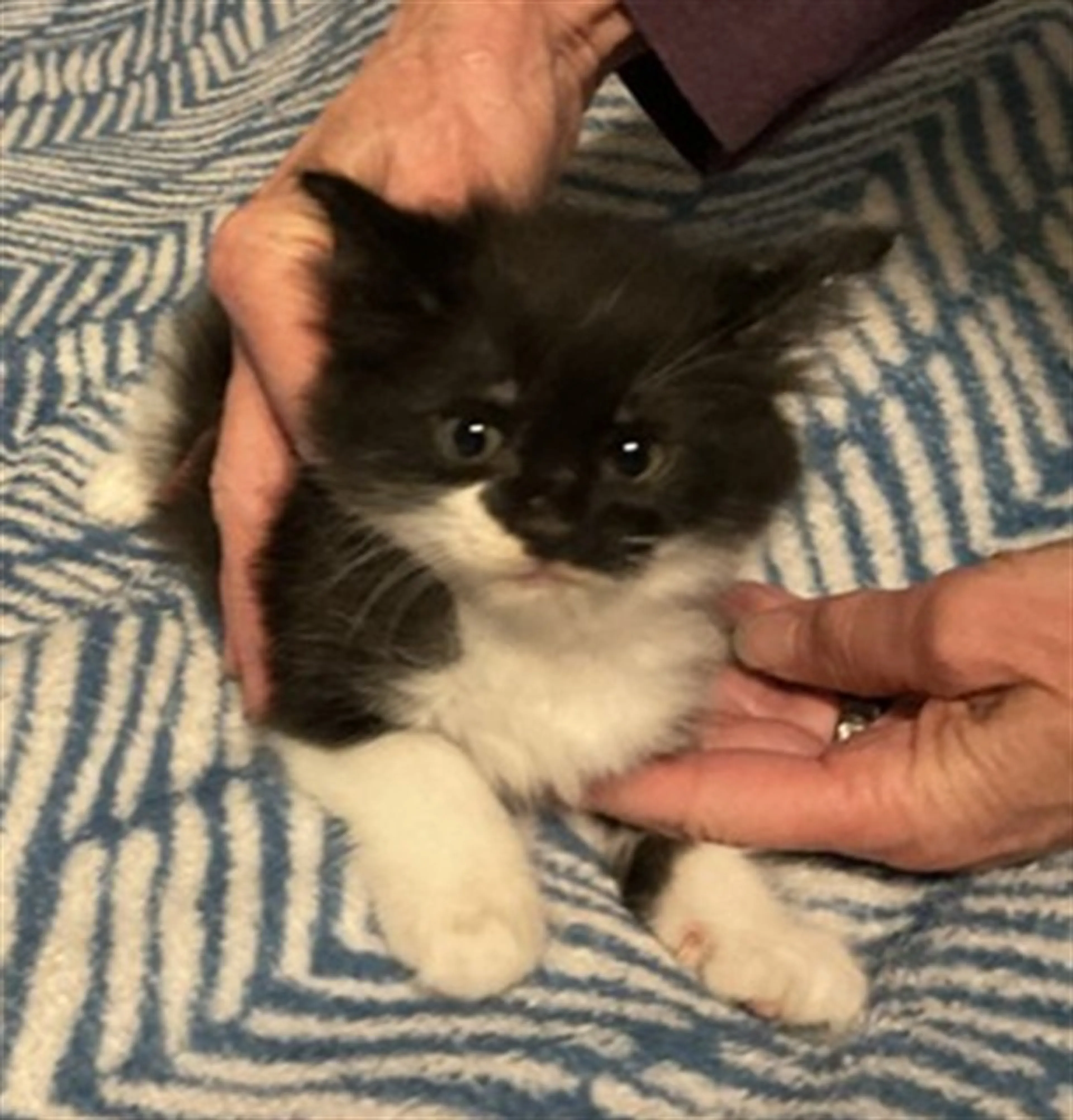 Found pet