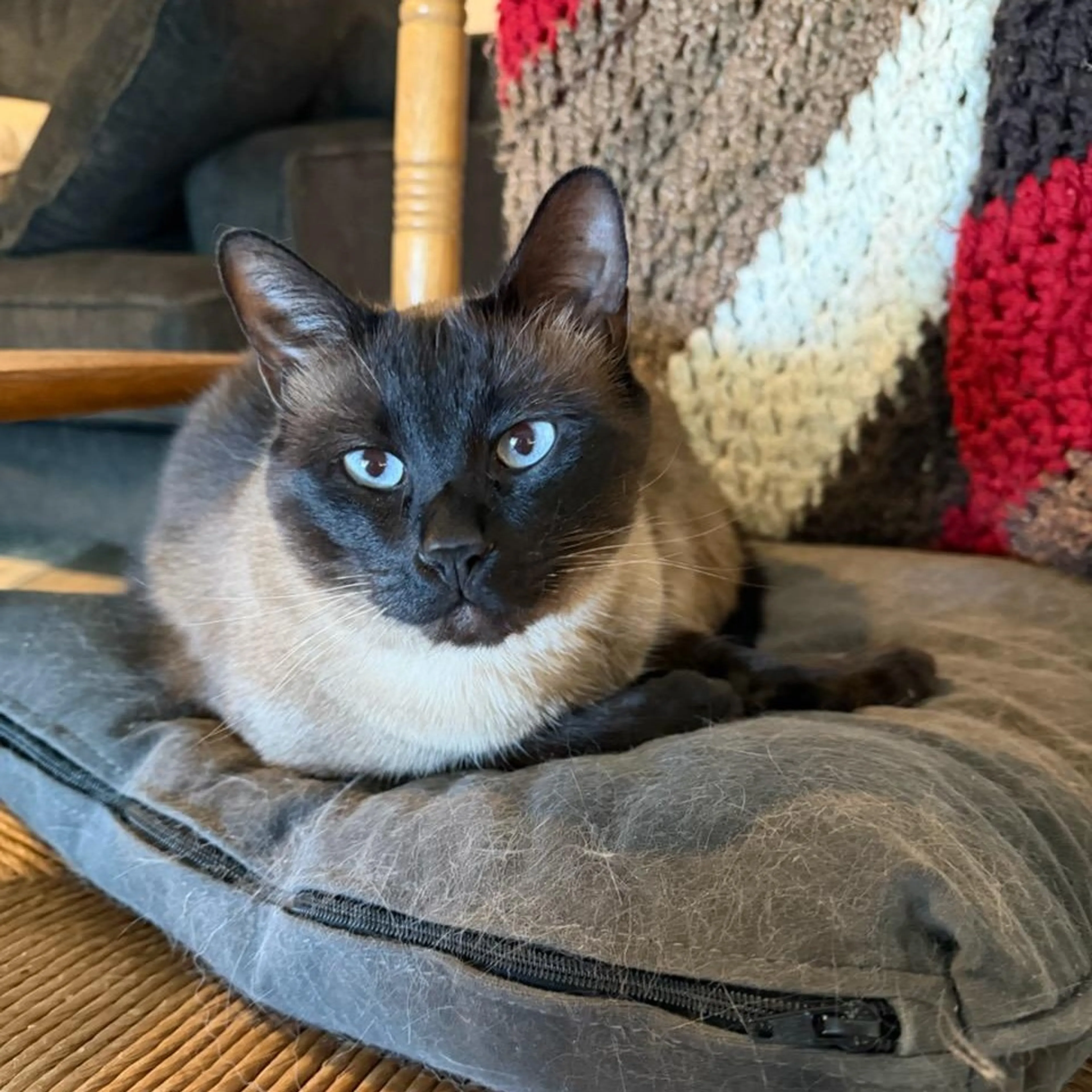 Found pet