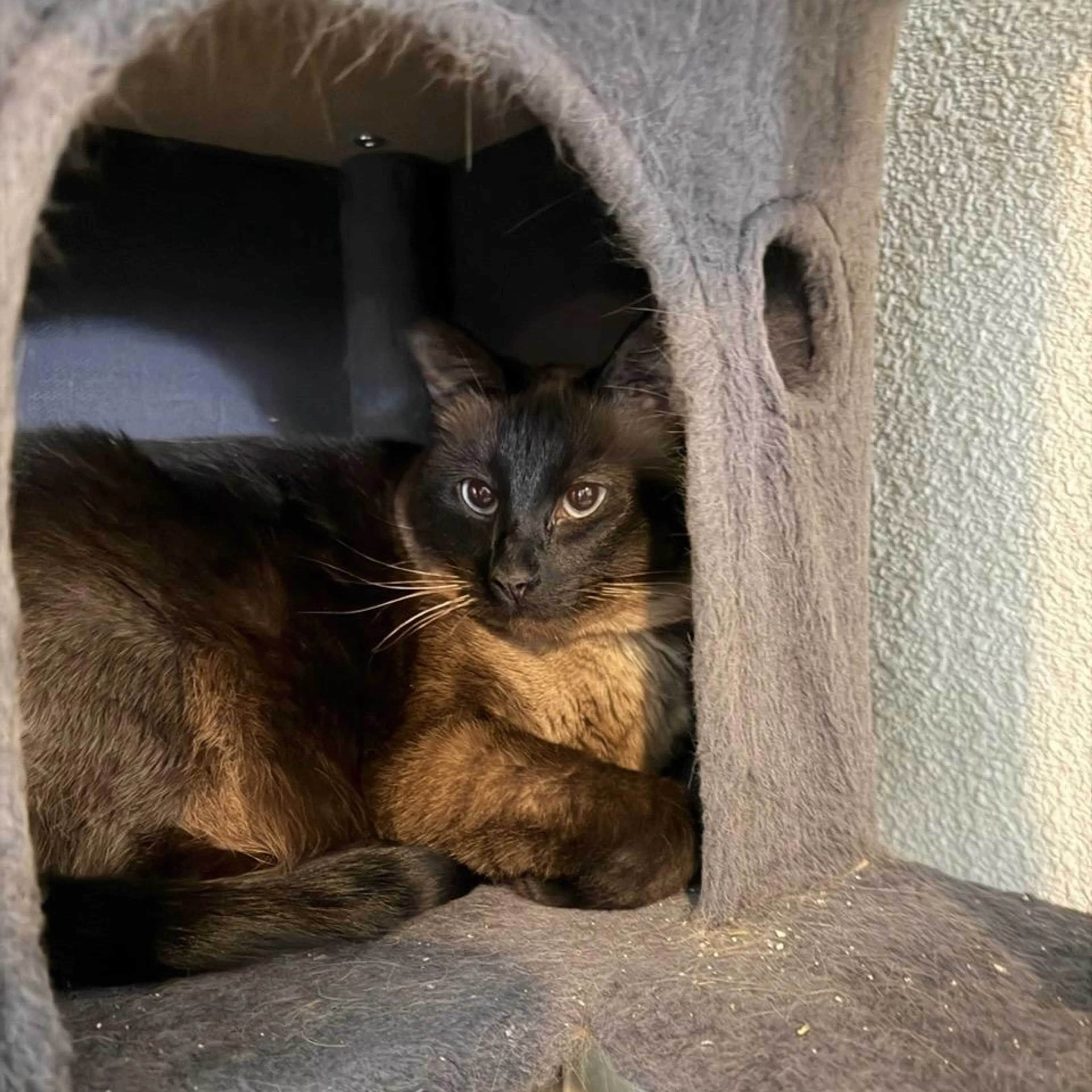 Found pet