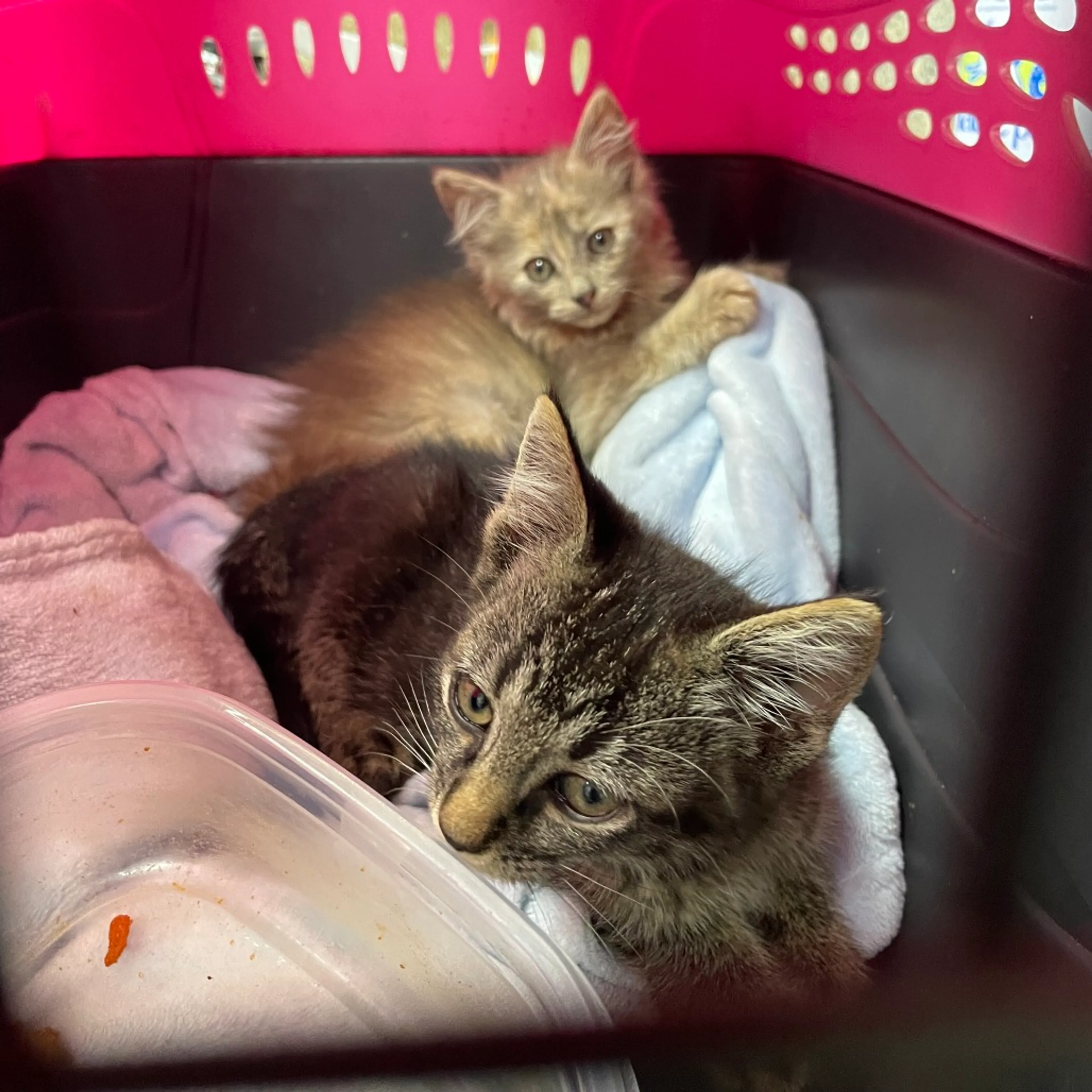 Found pet-1