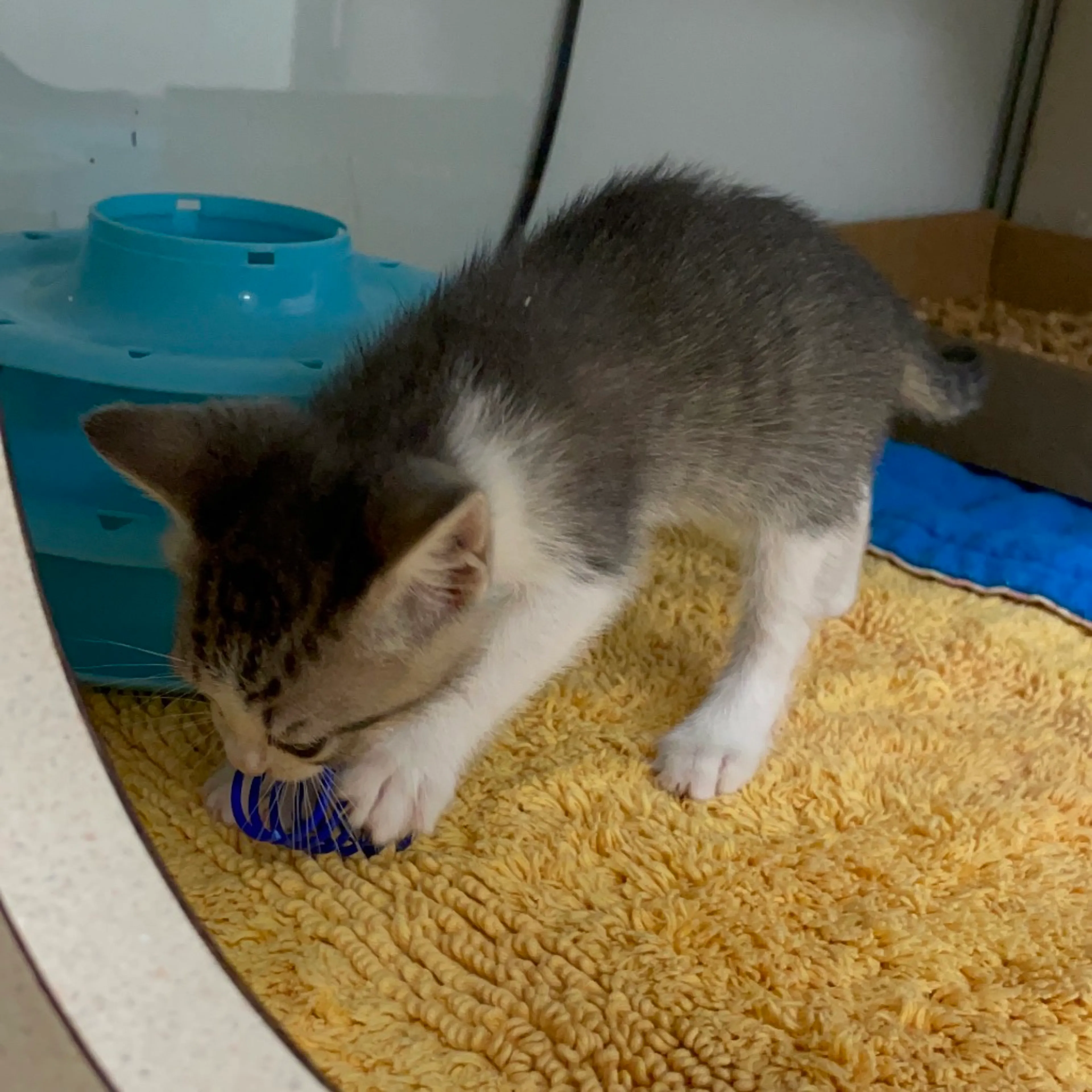 Found pet-3