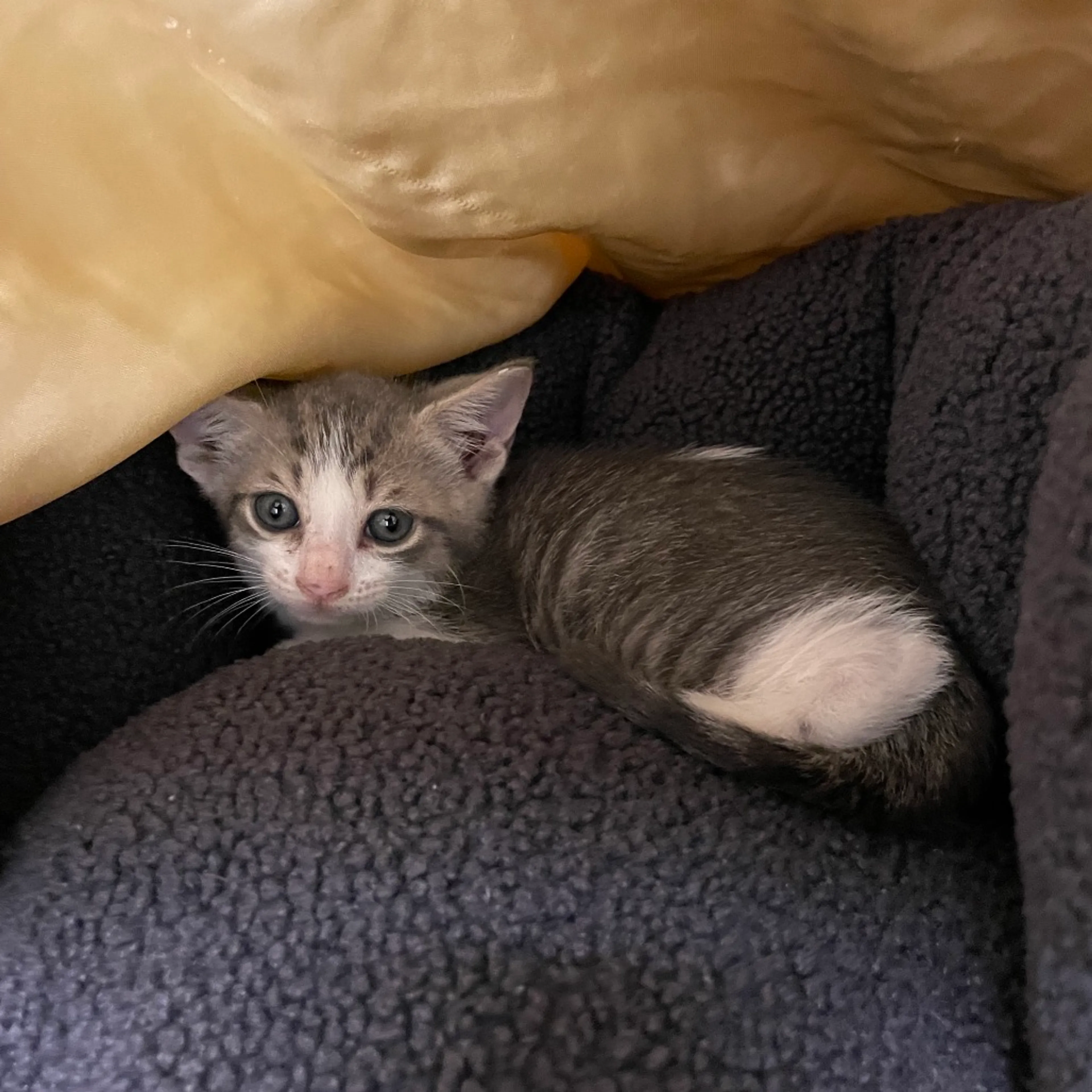 Found pet-1