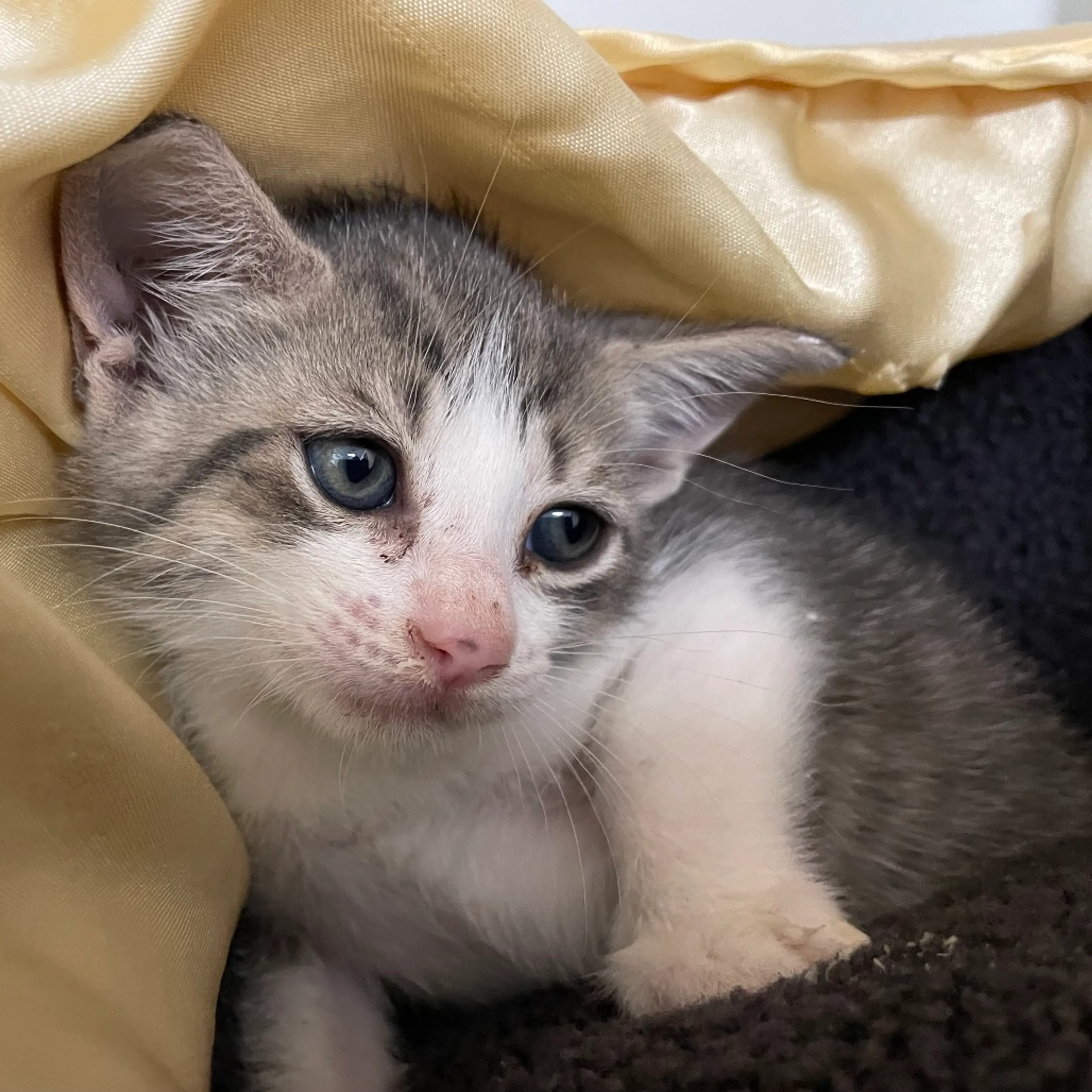 Found pet-0