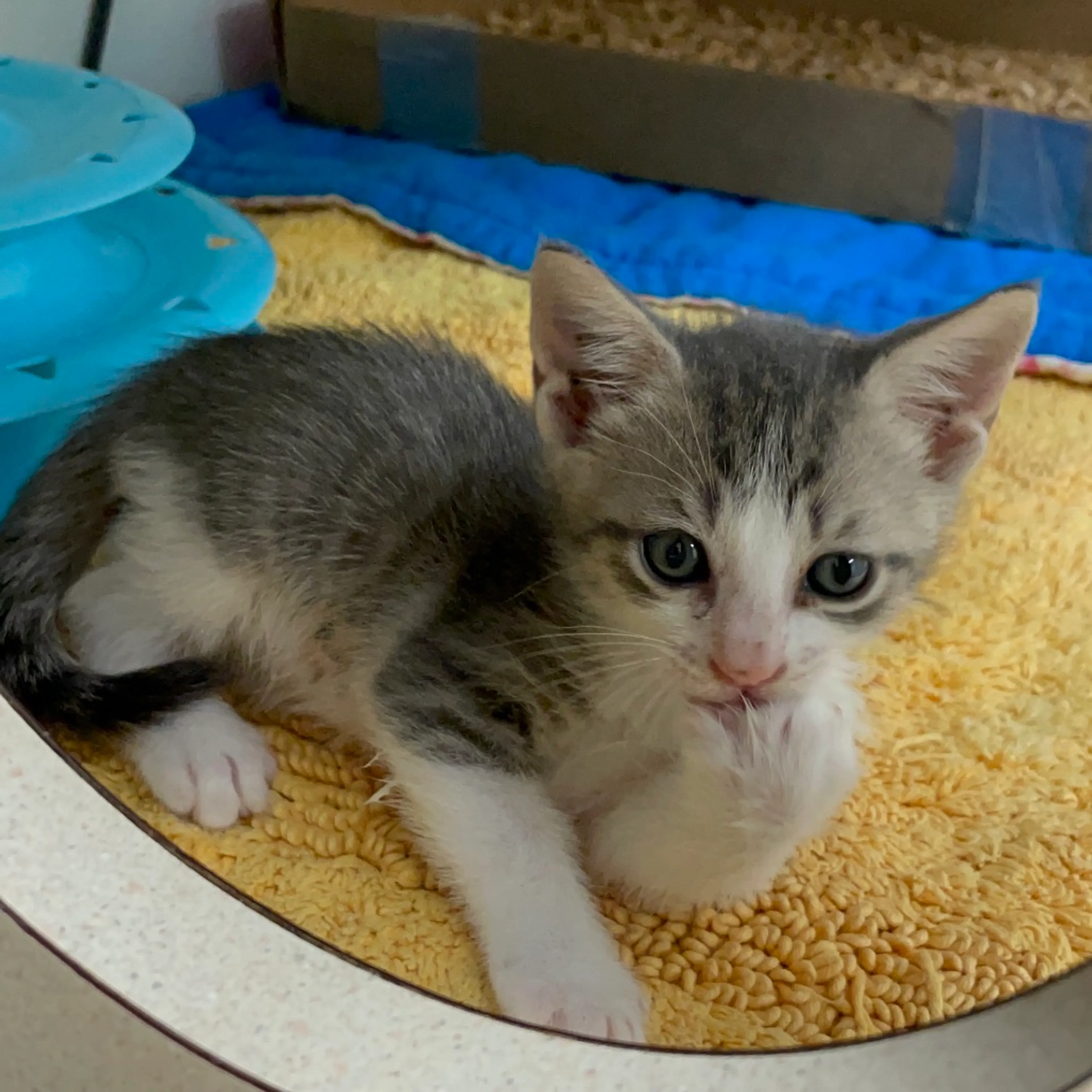 Found pet-2