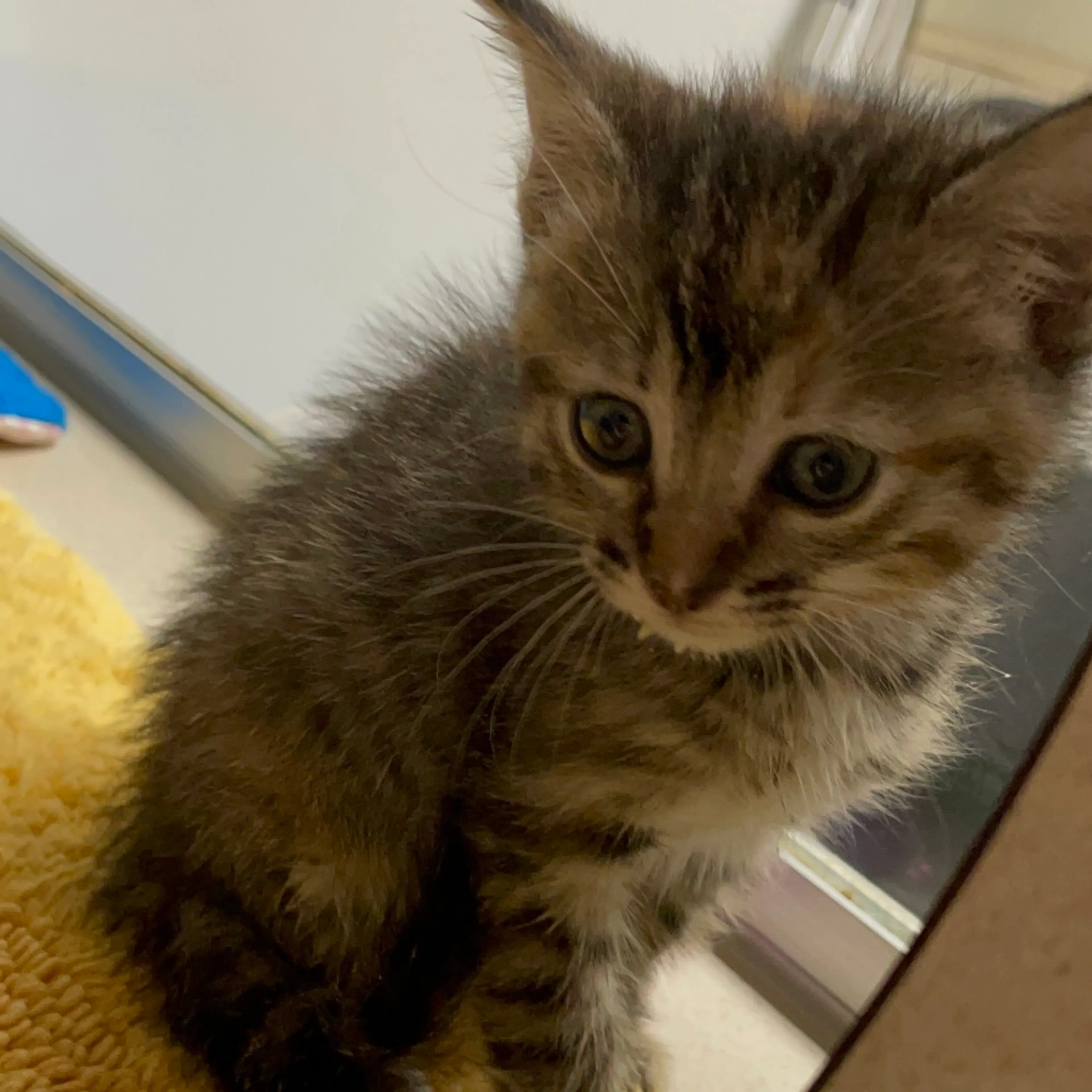 Found pet-1