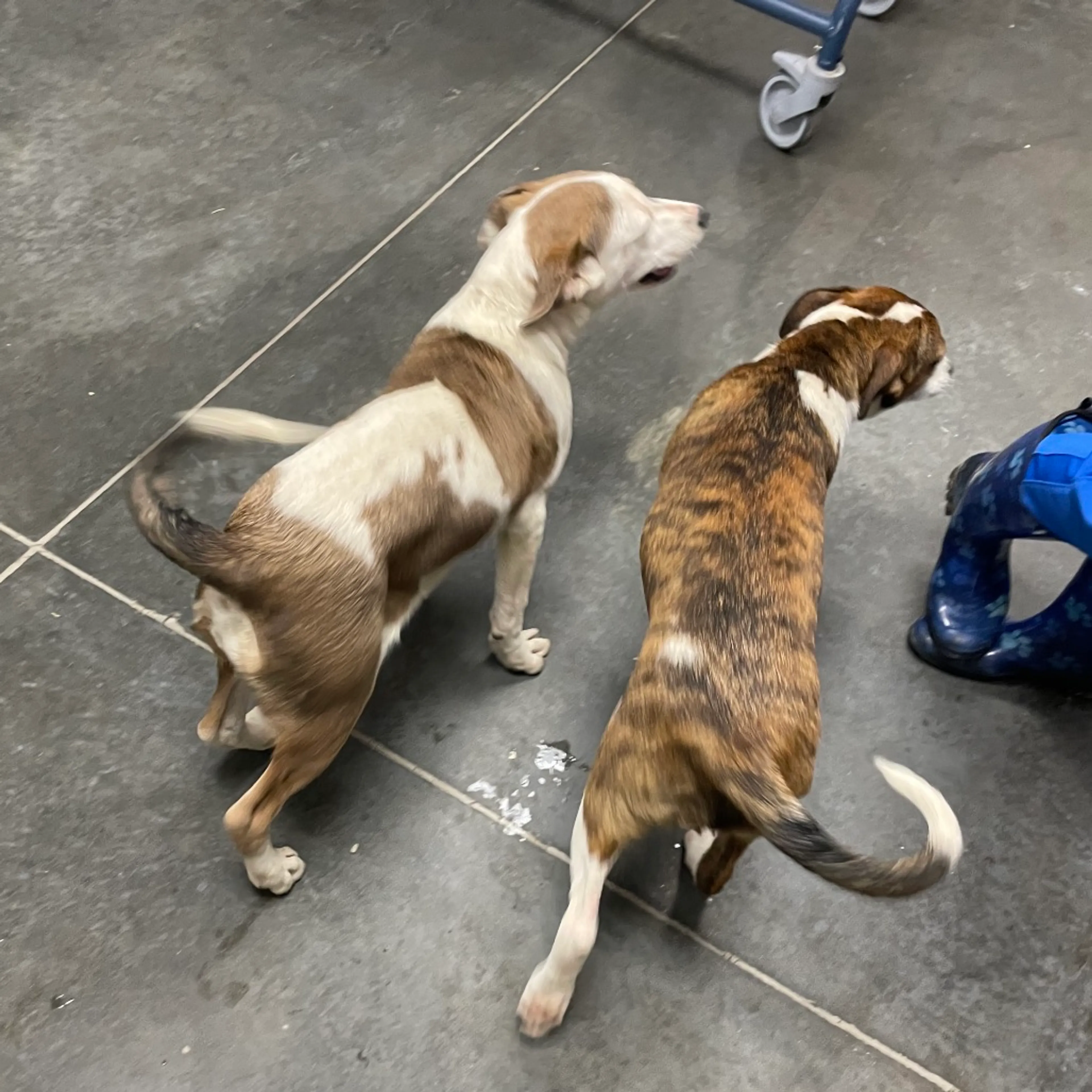 Found pet-1