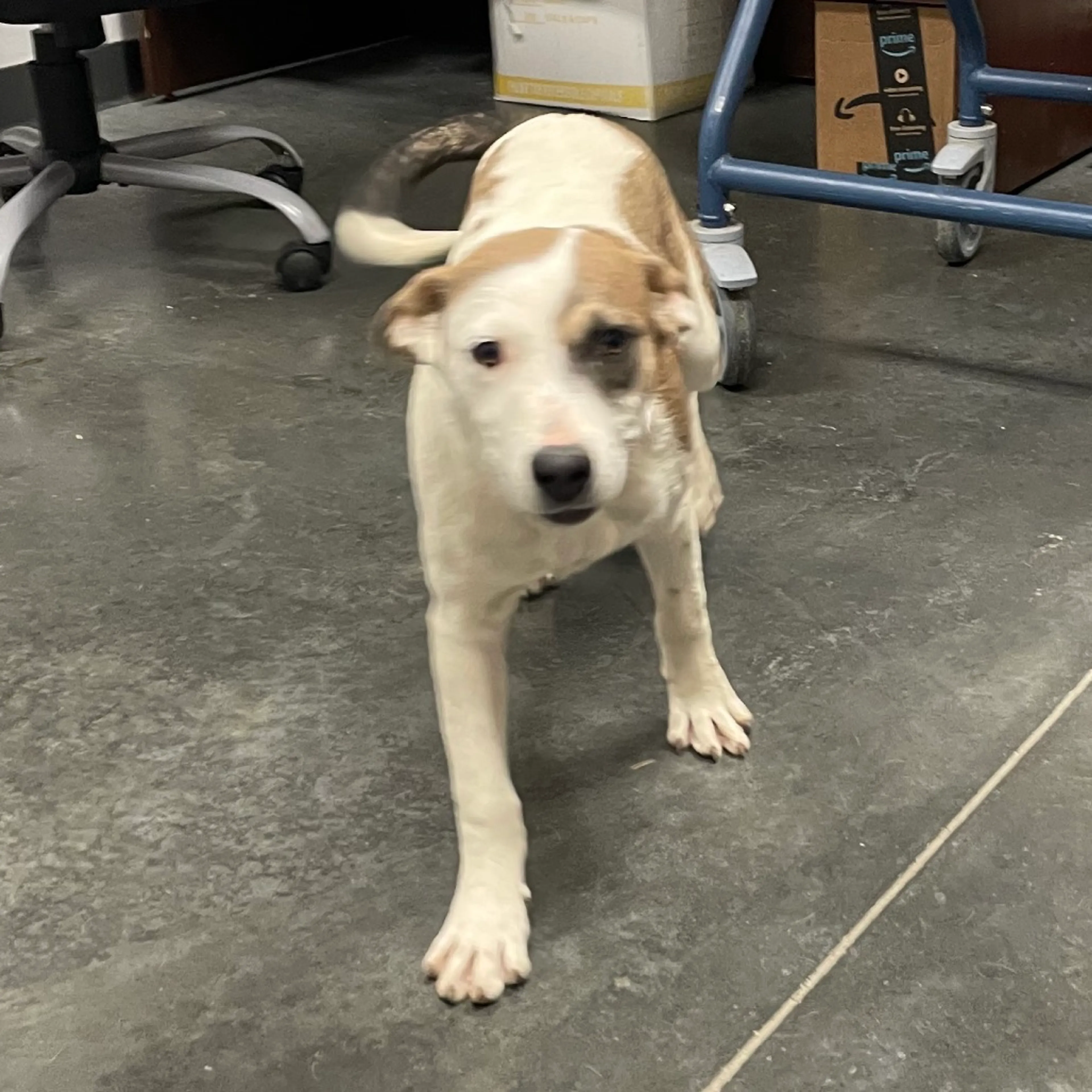 Found pet-2