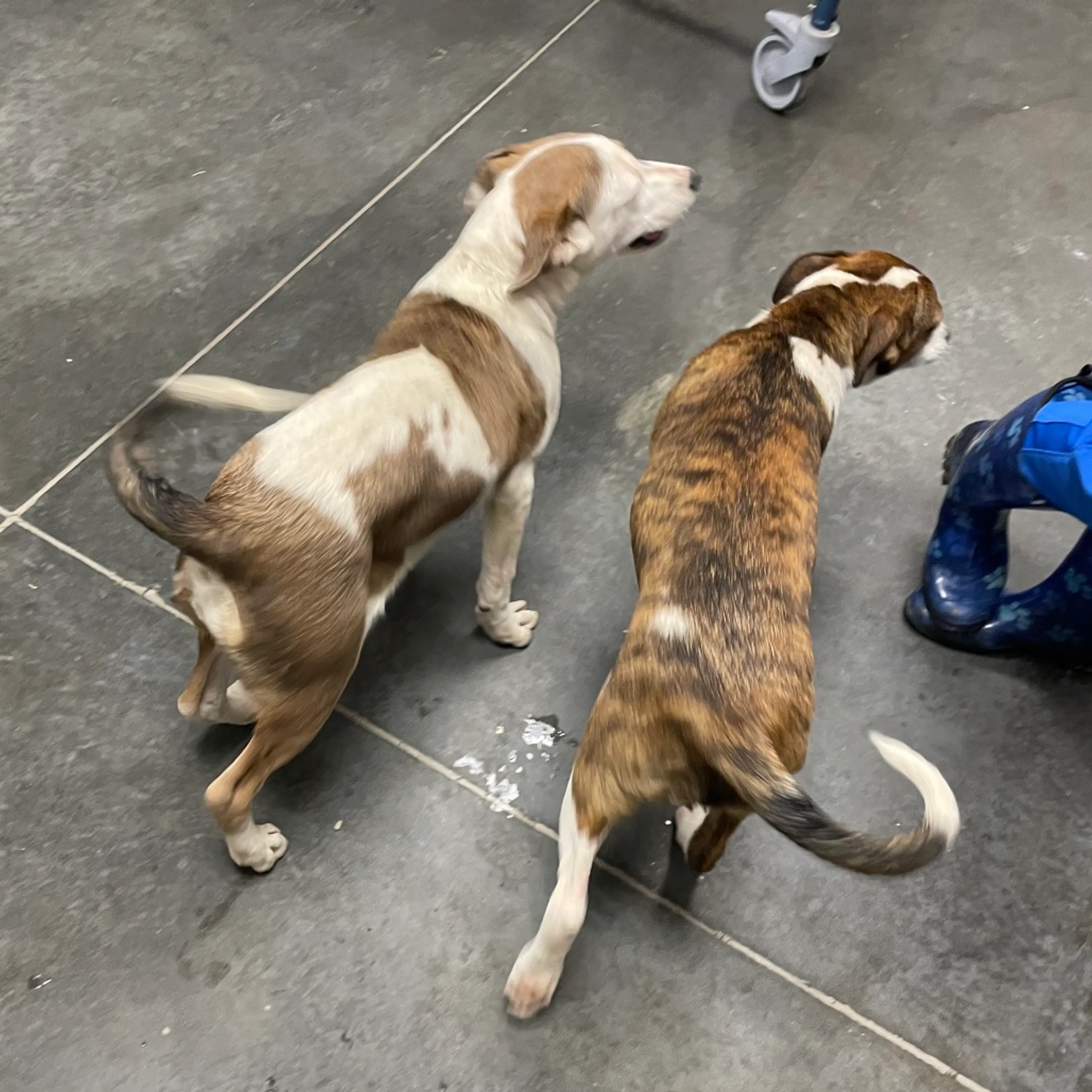 Found pet-1