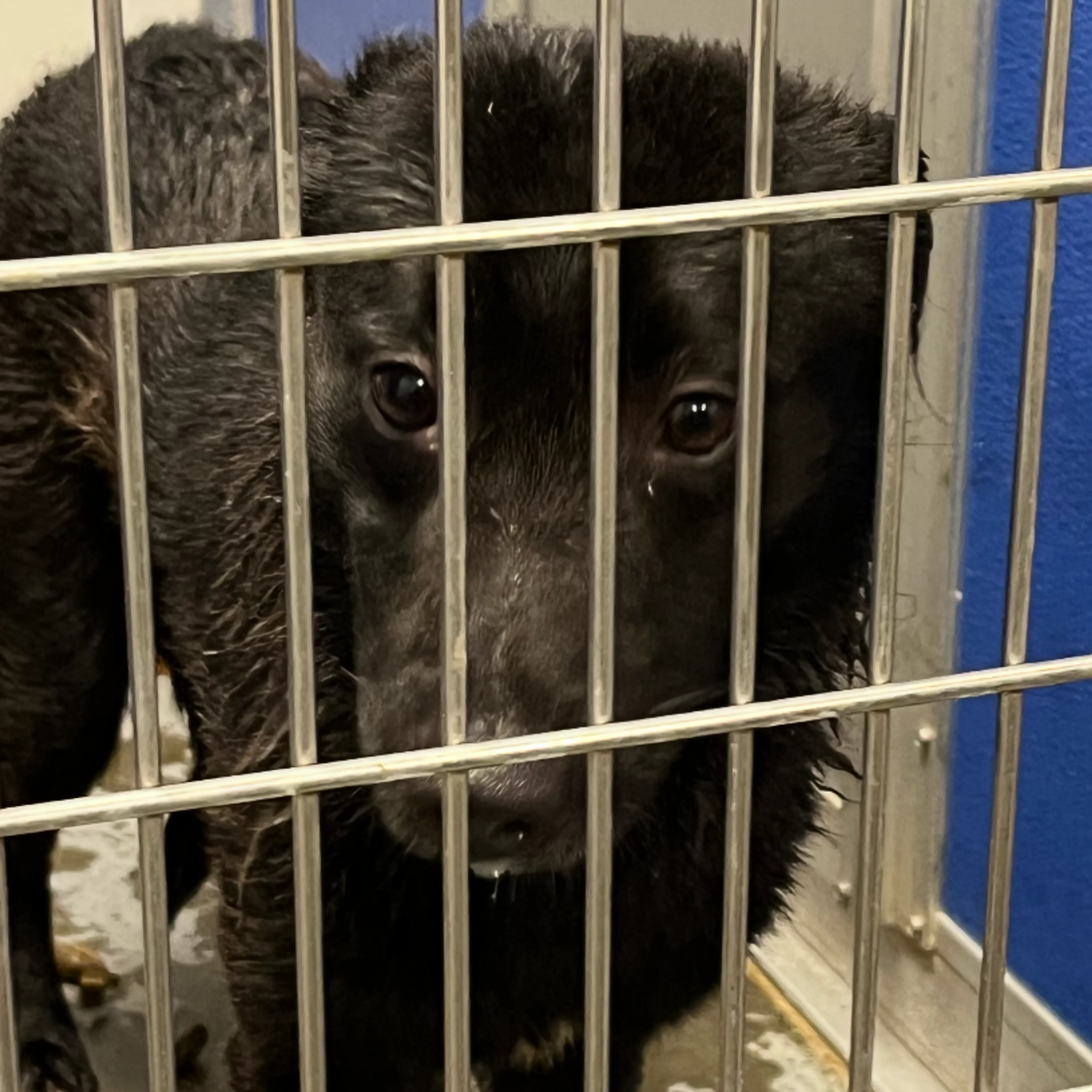 Found pet-1