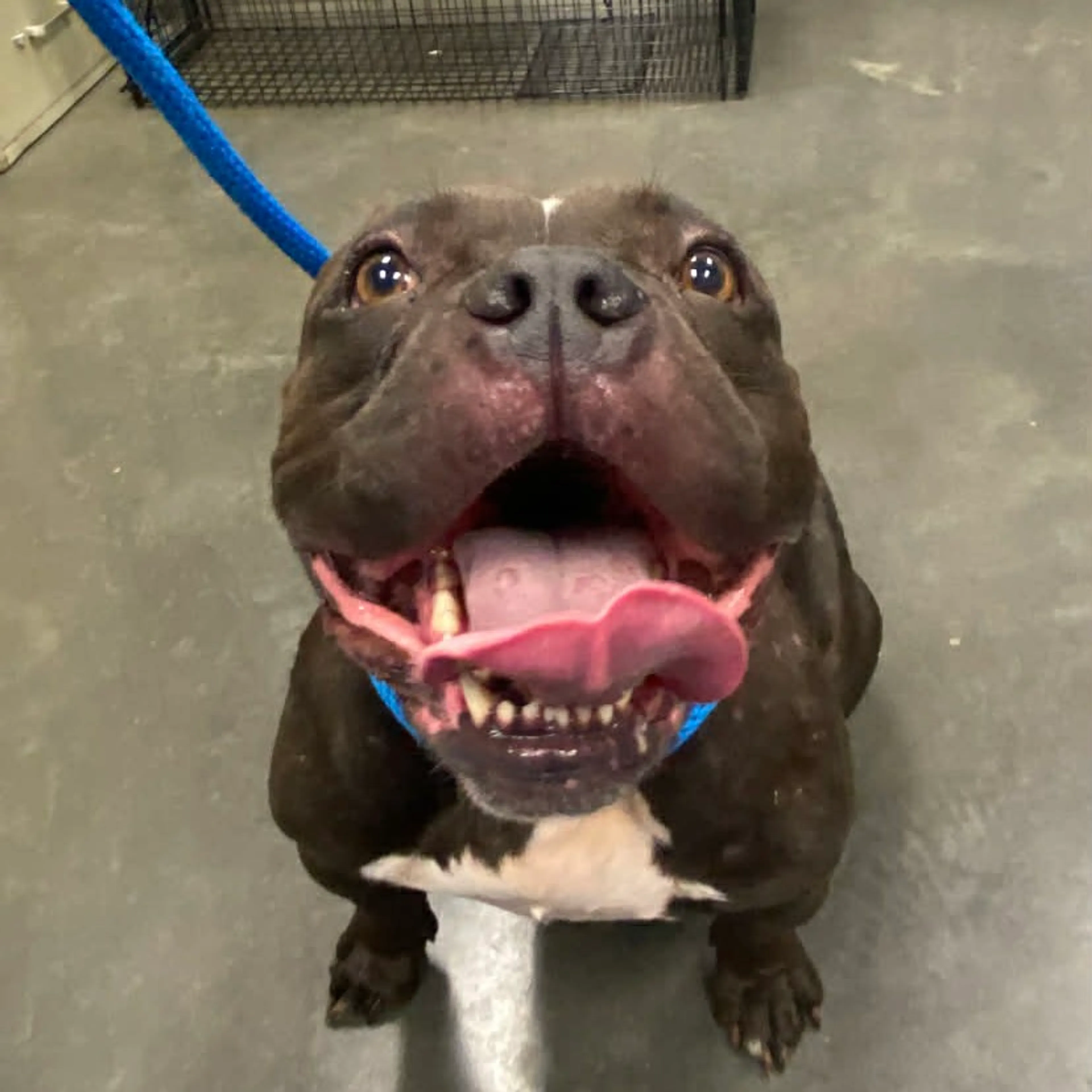 Found pet-1