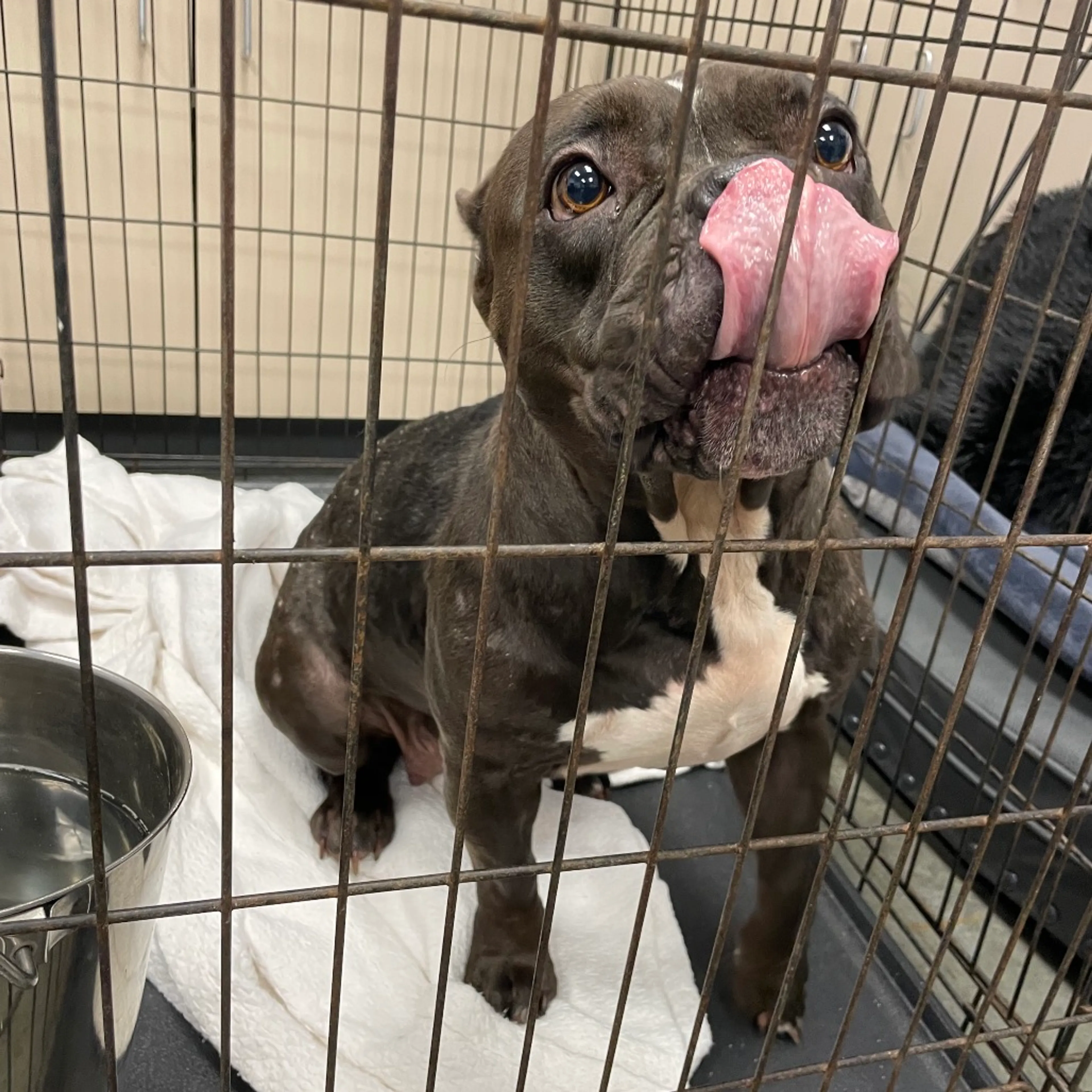 Found pet-4
