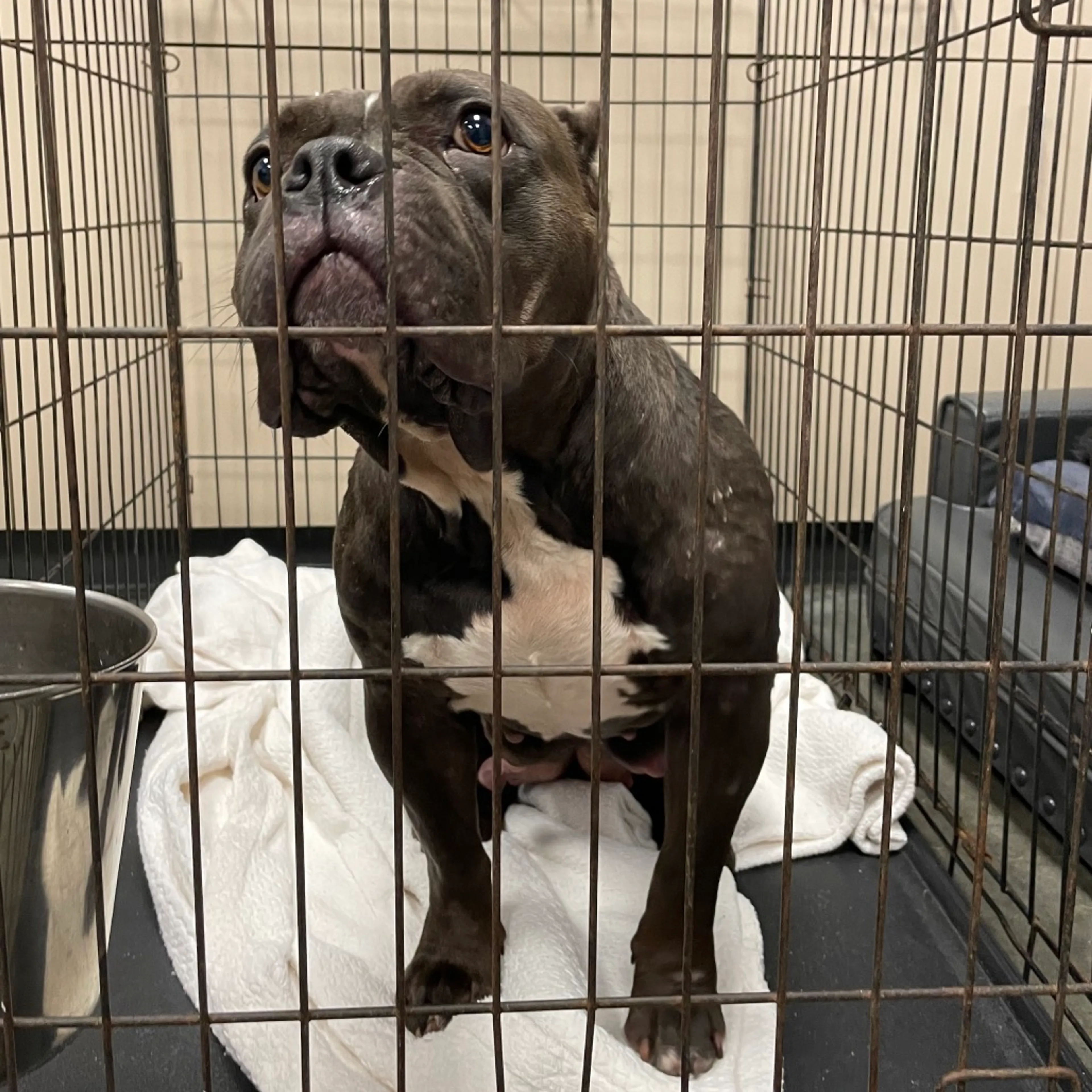 Found pet-3