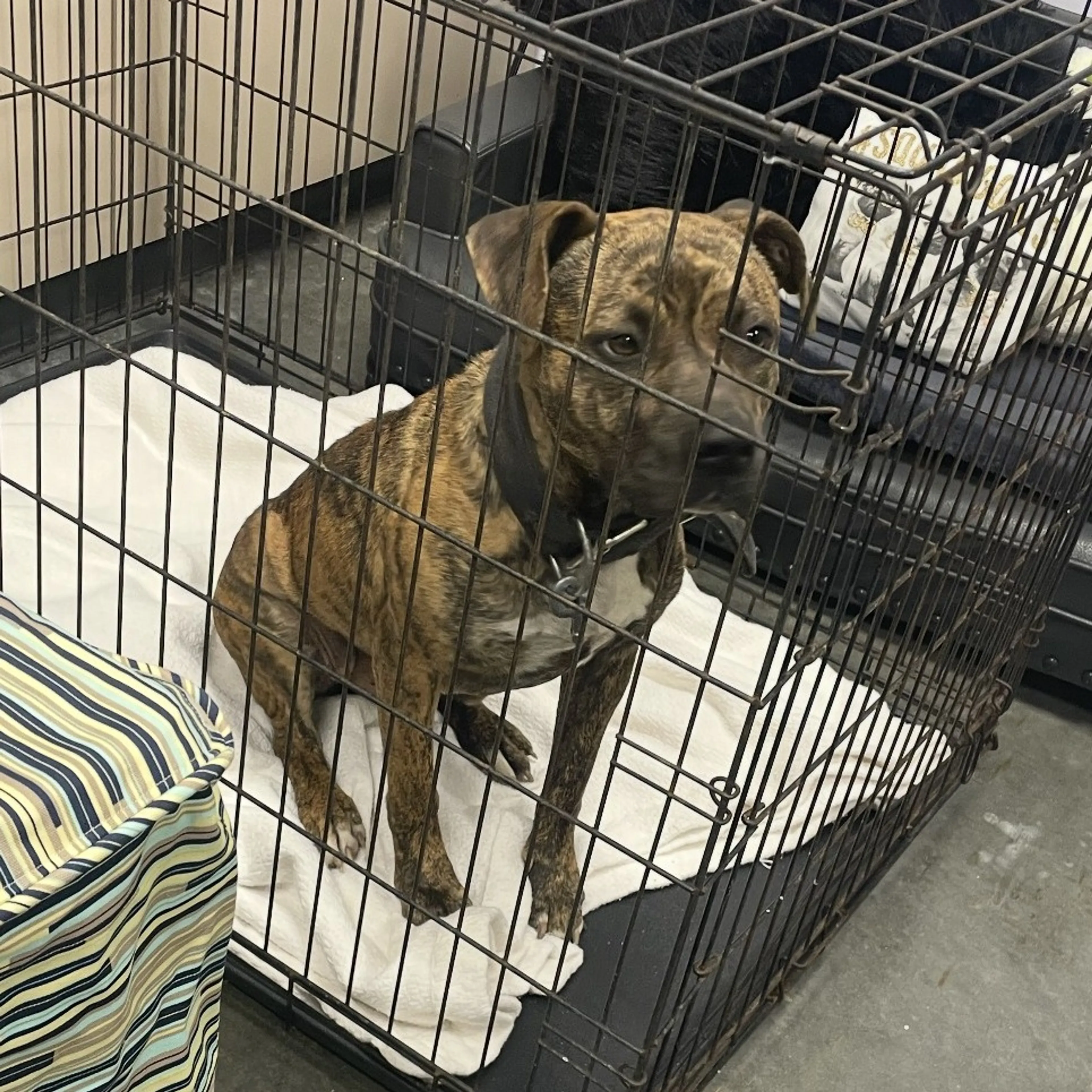 Found pet-1