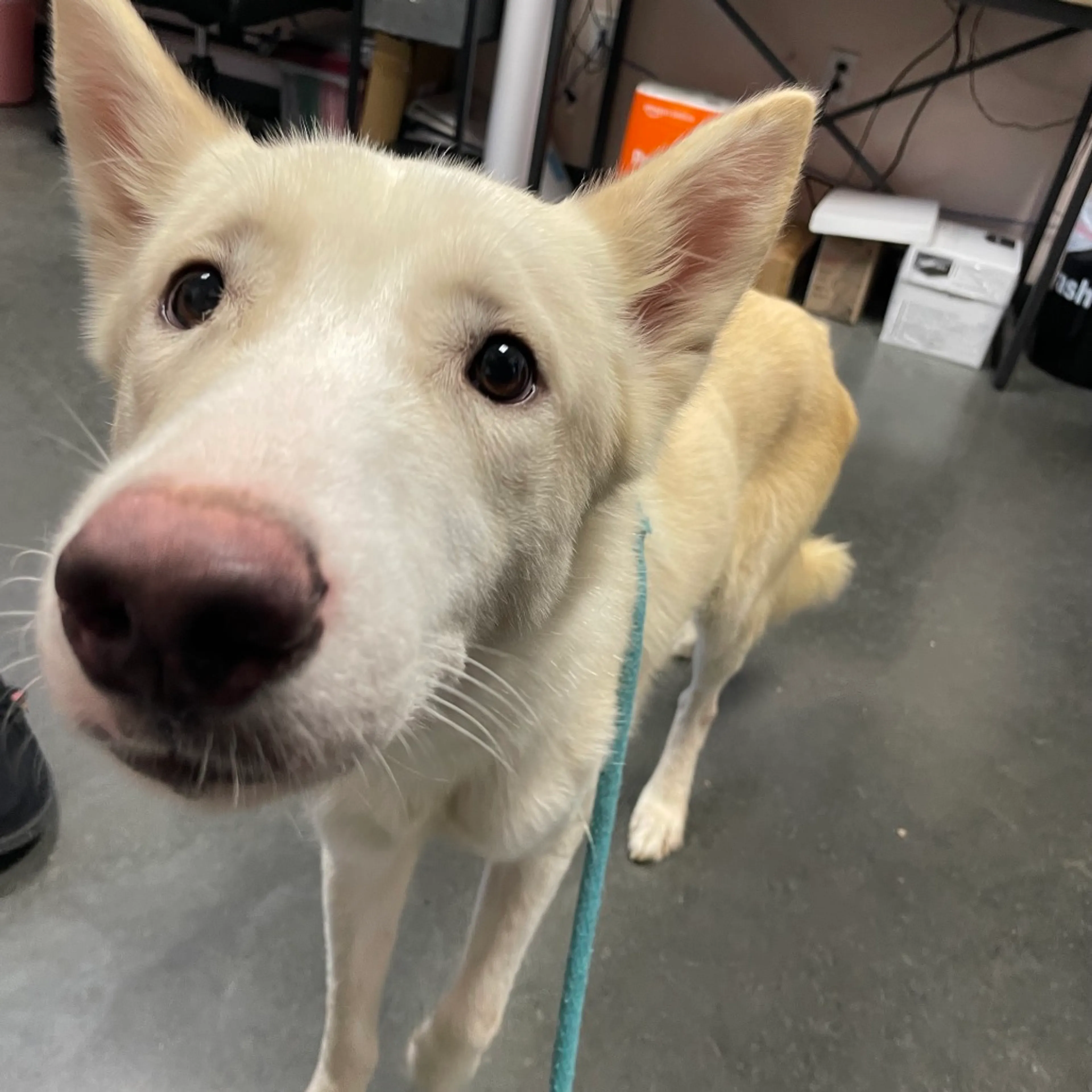 Found pet-1
