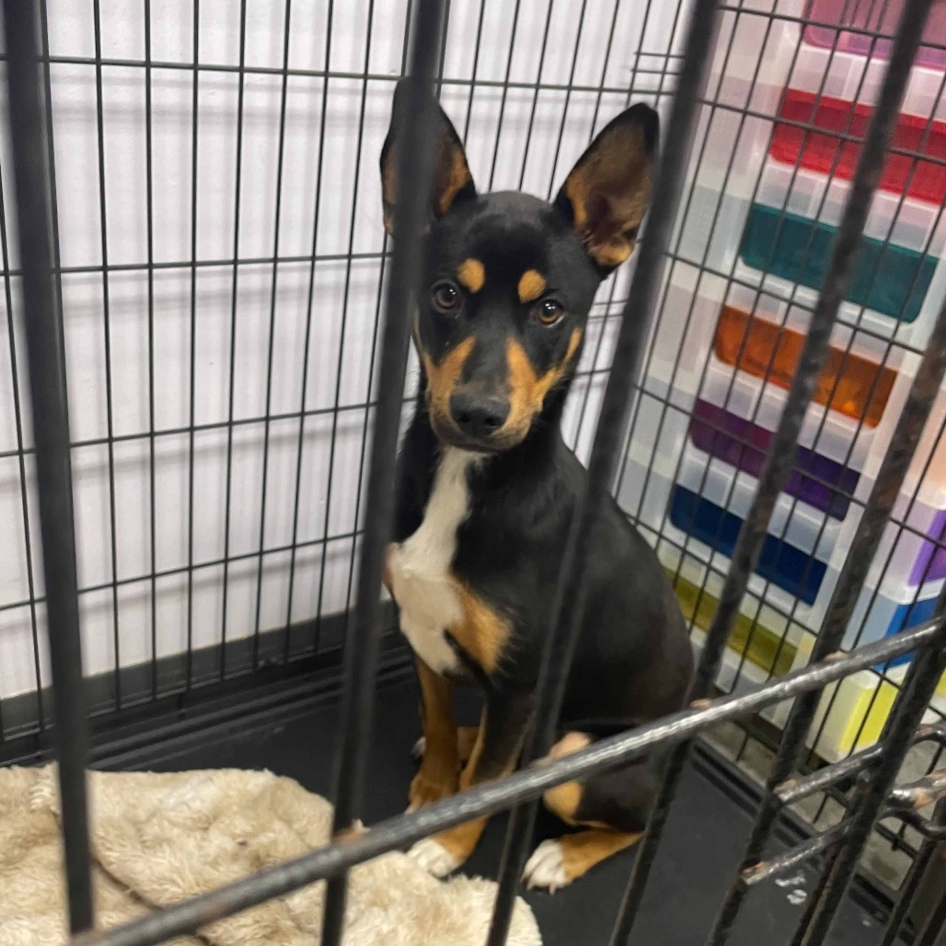Found pet-1