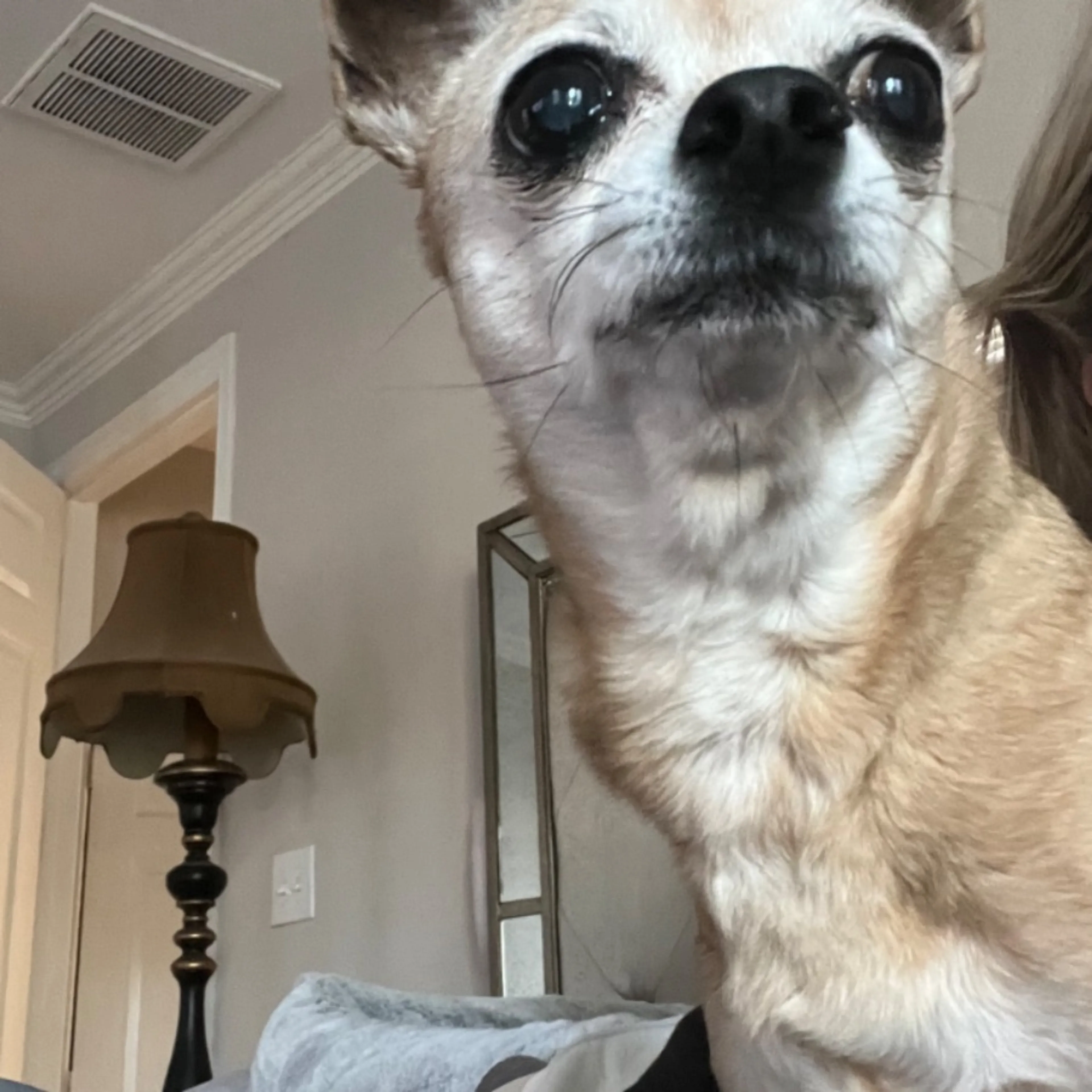 Lost pet