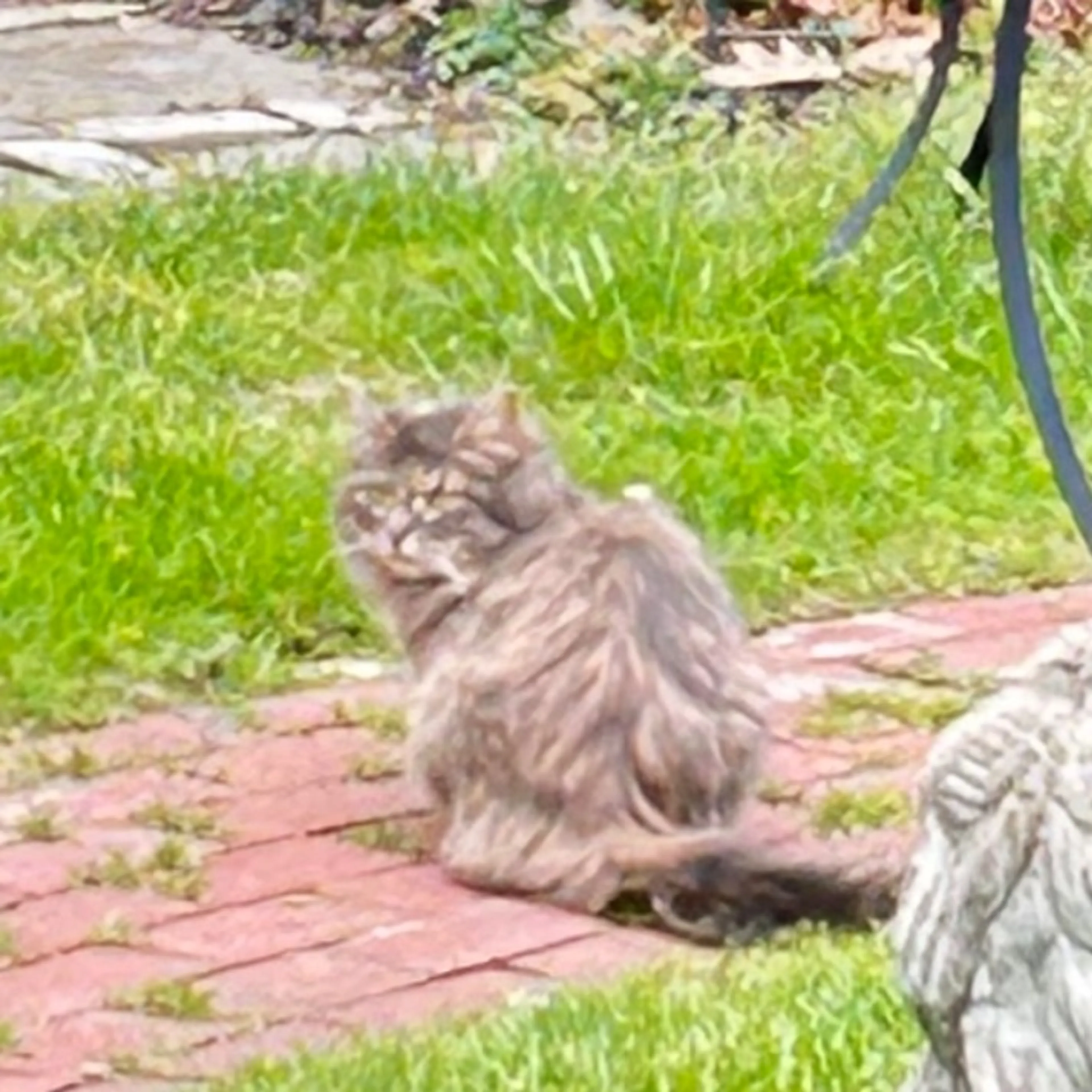 Found pet