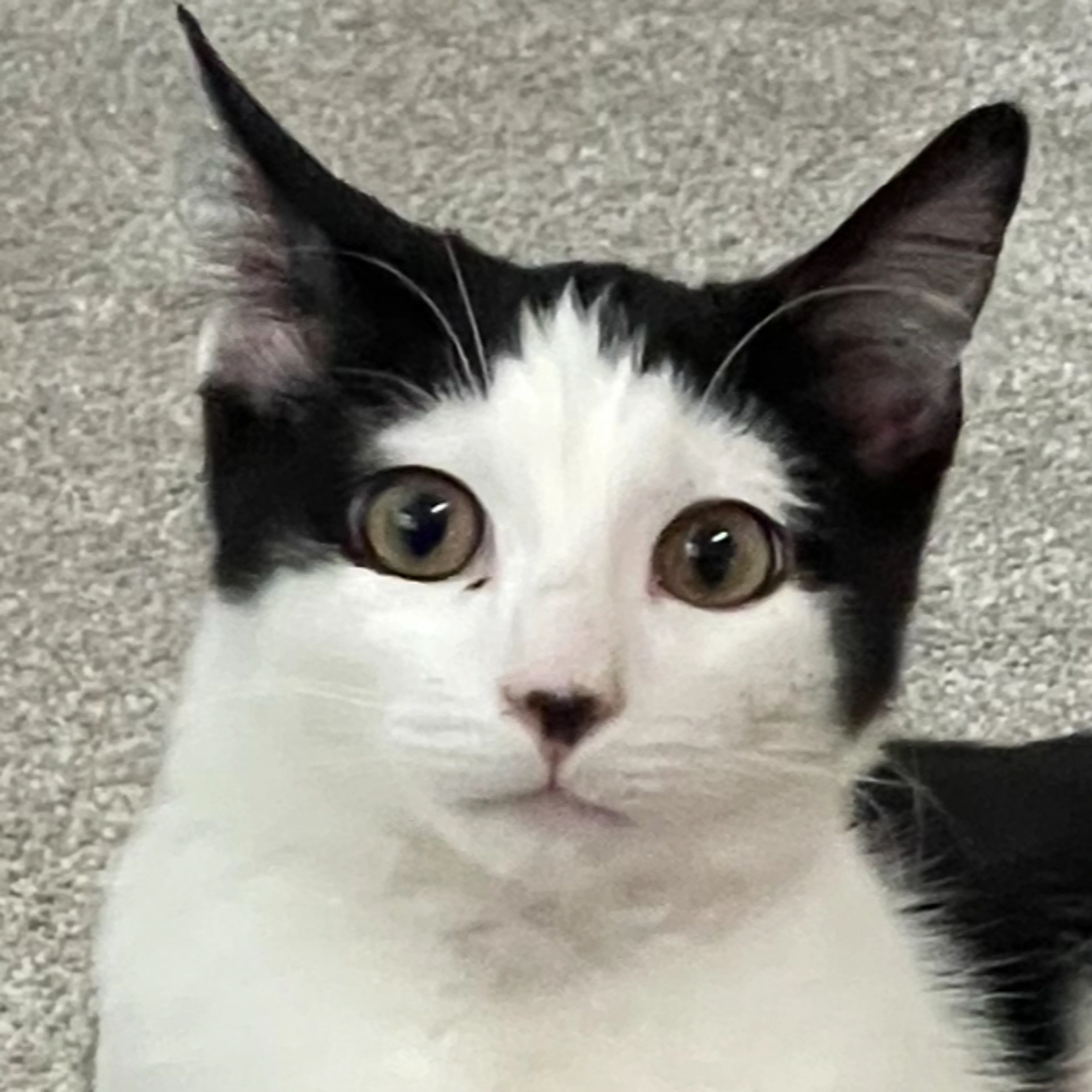 Lost pet-1