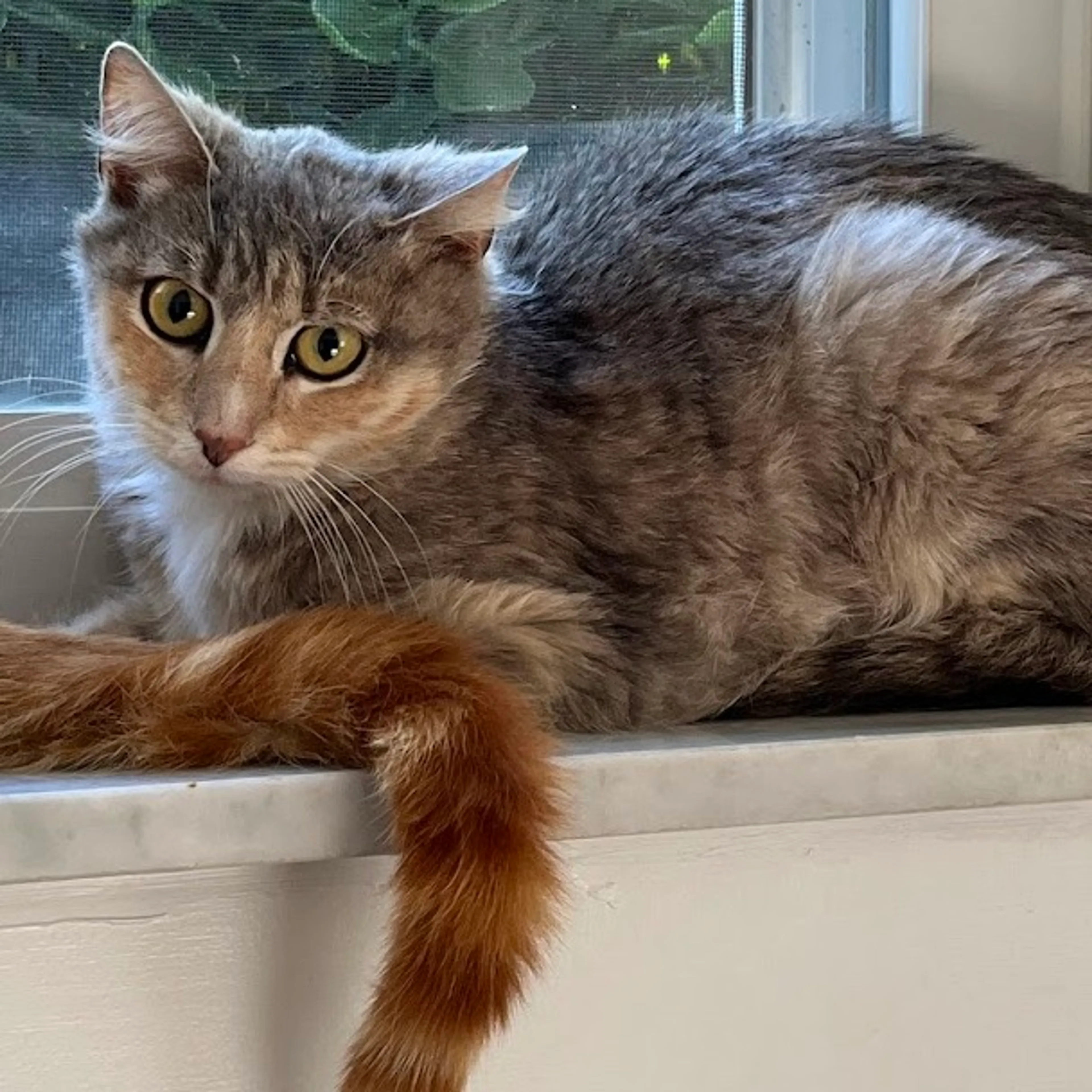 Found pet