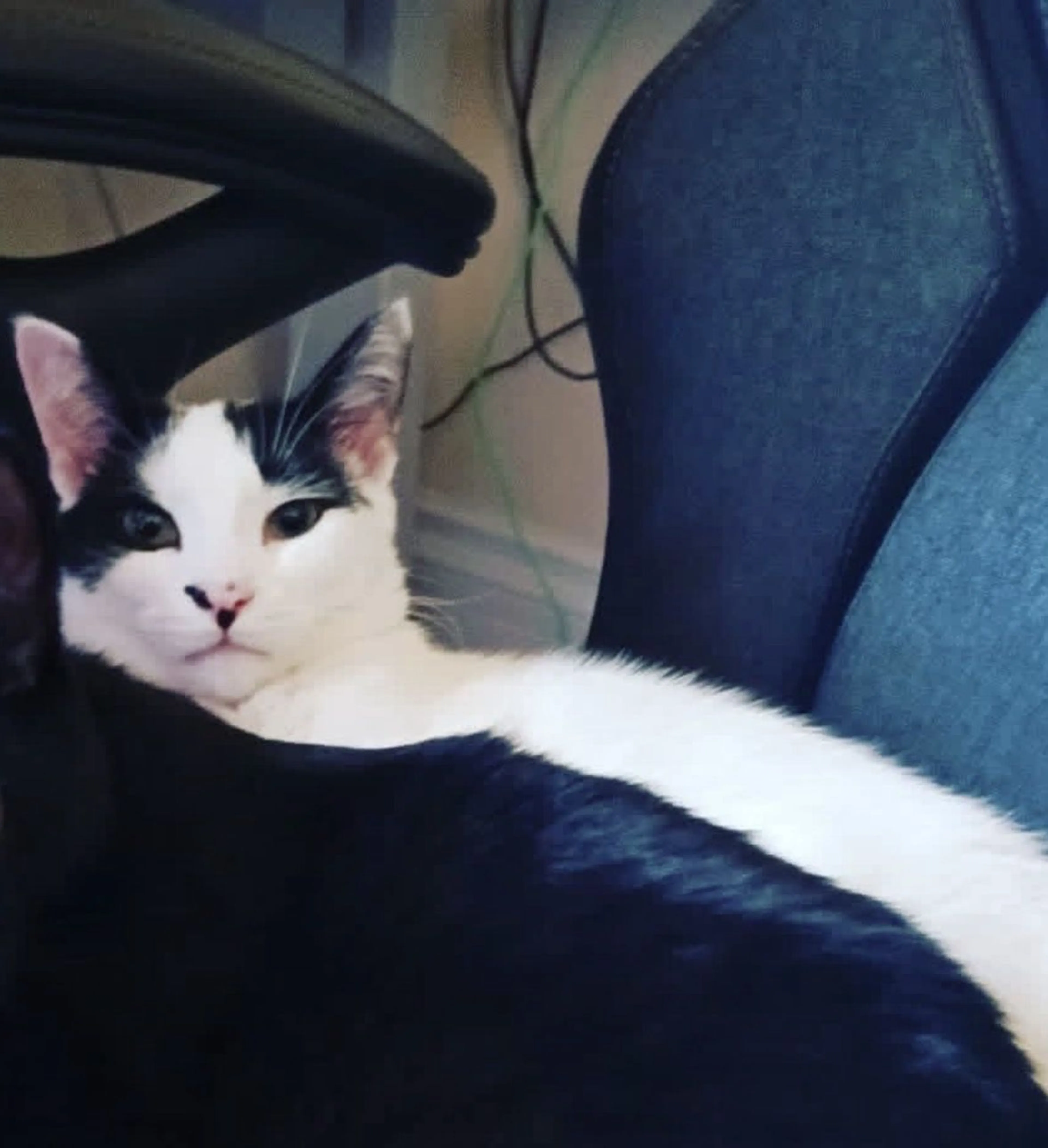 Lost pet-1