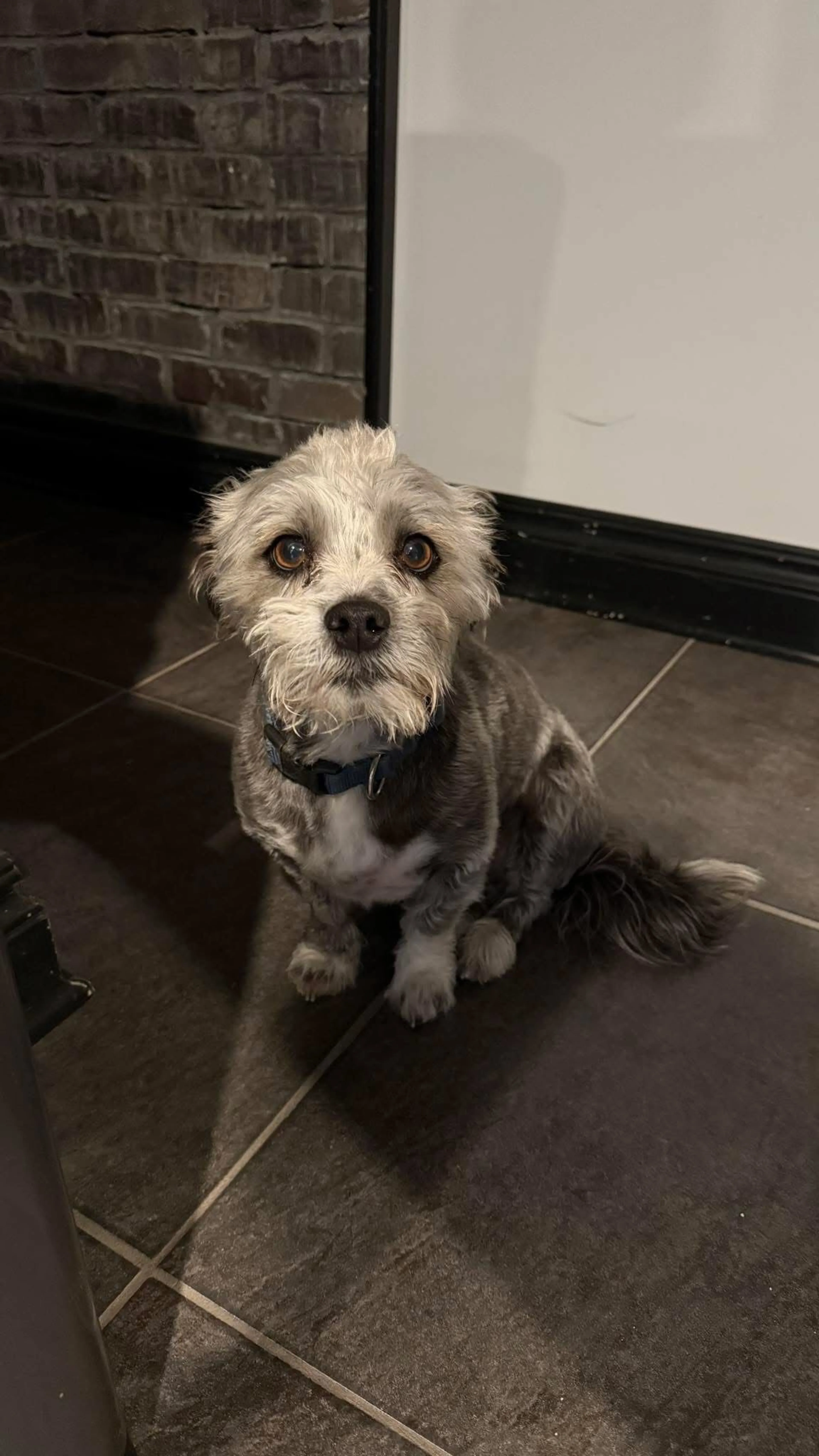 Lost pet