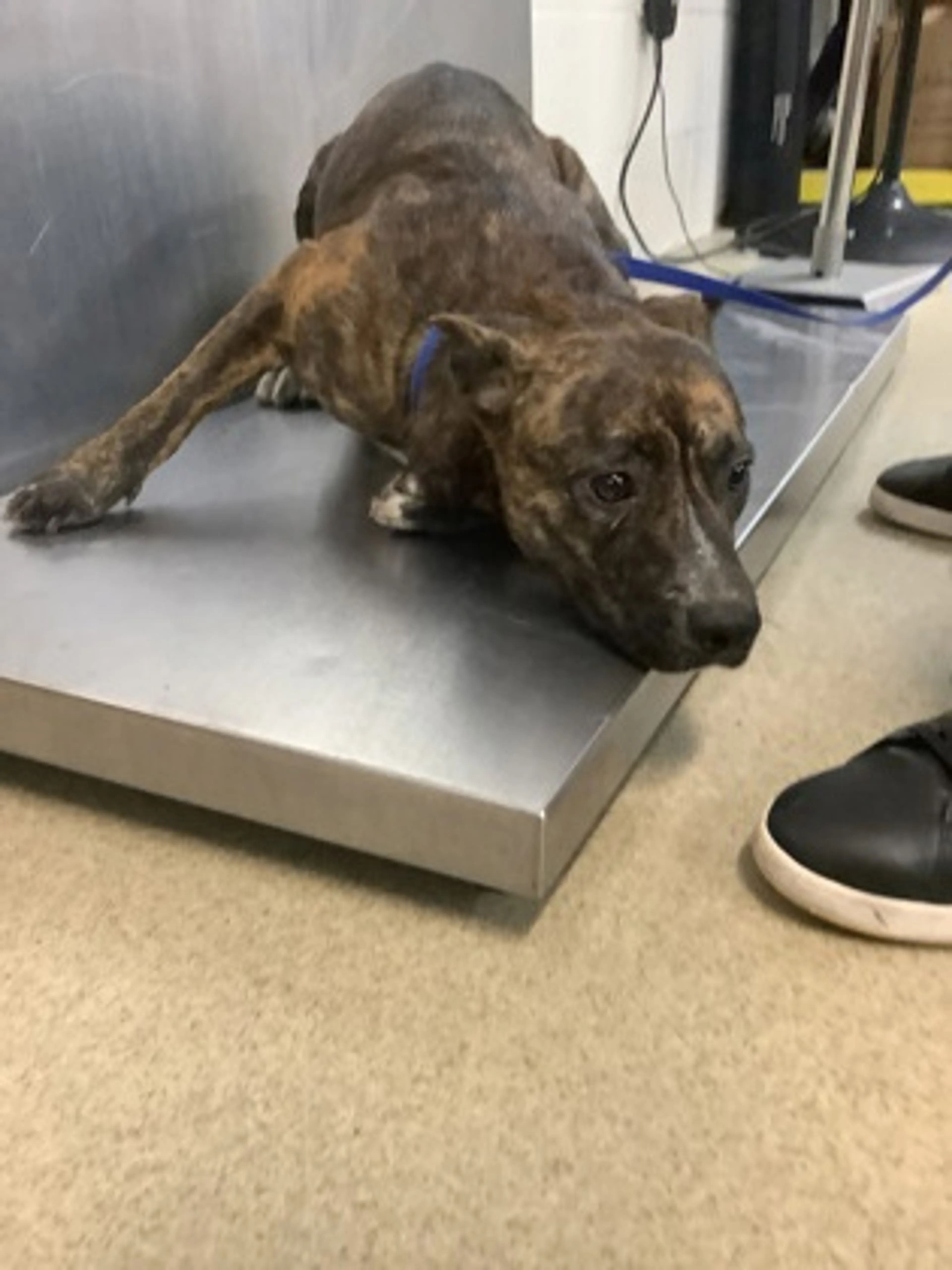 Found pet