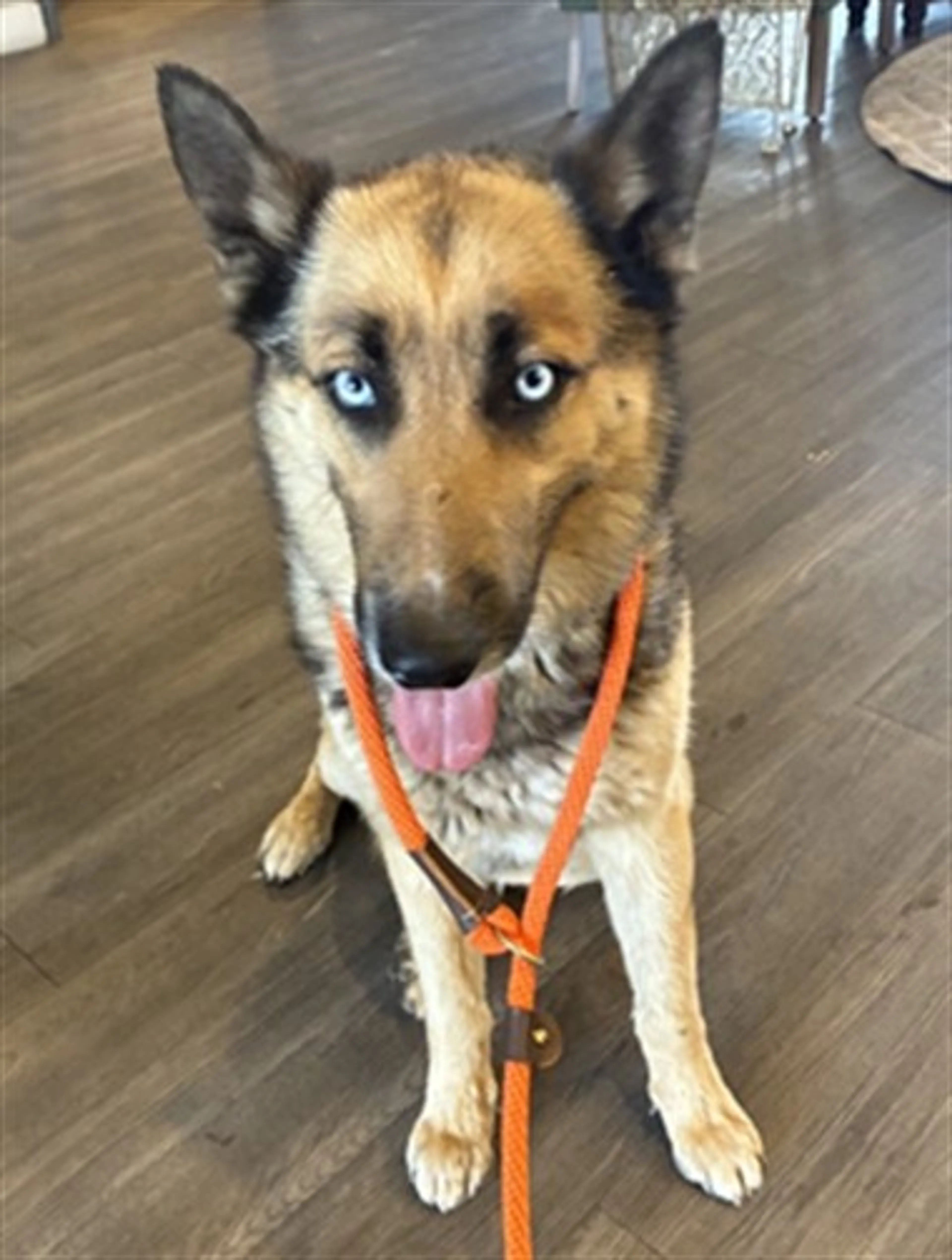 Found pet