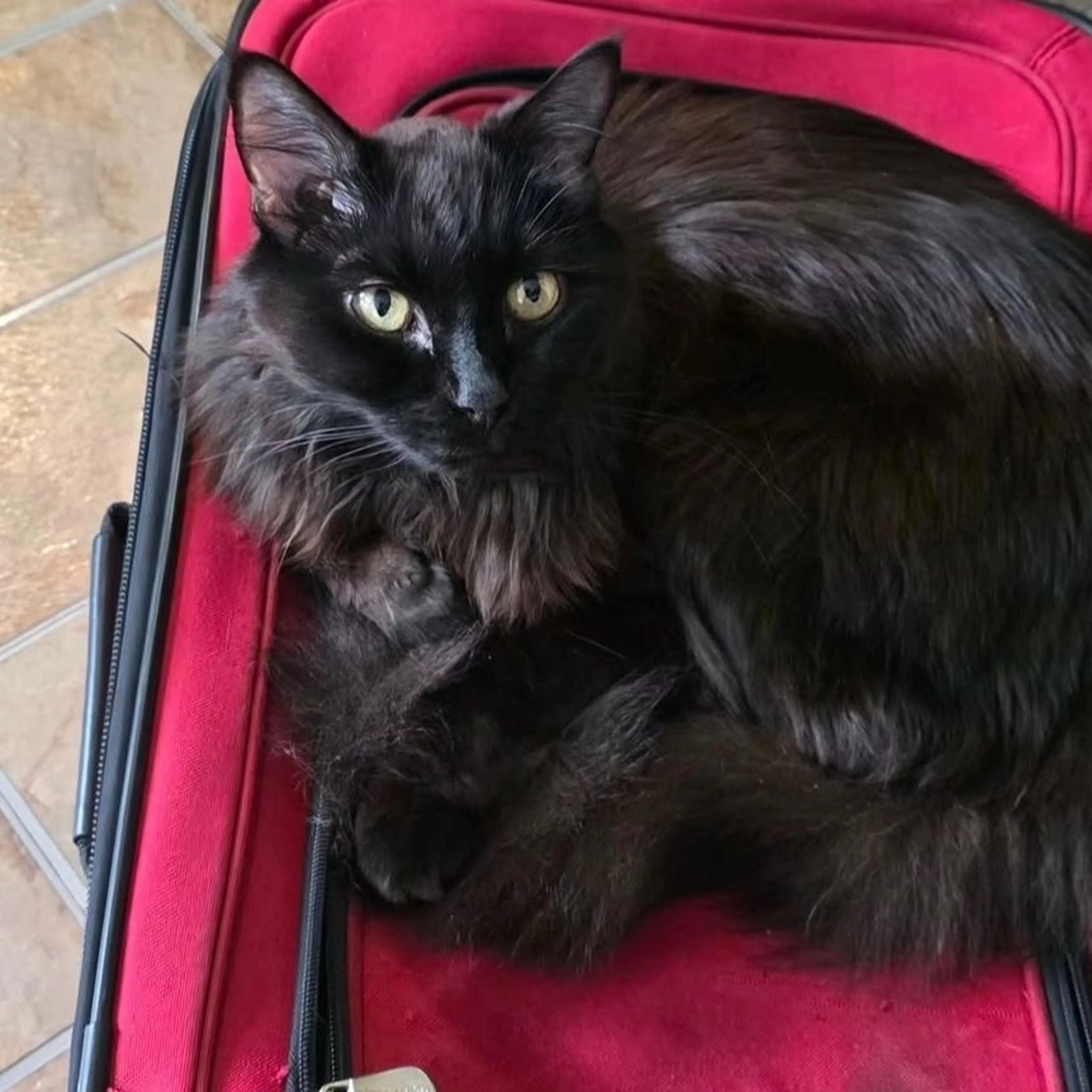 Lost pet-0