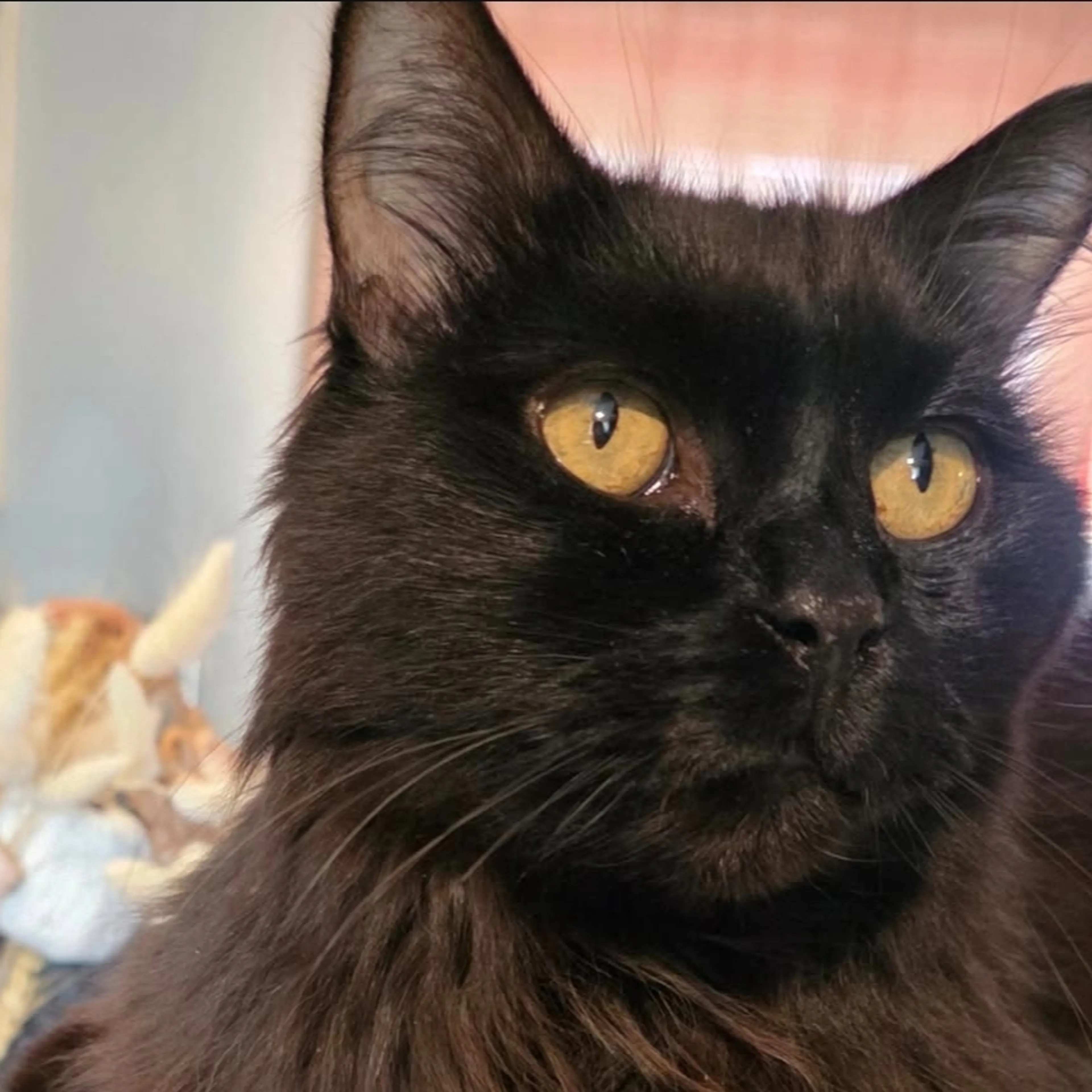 Lost pet-2