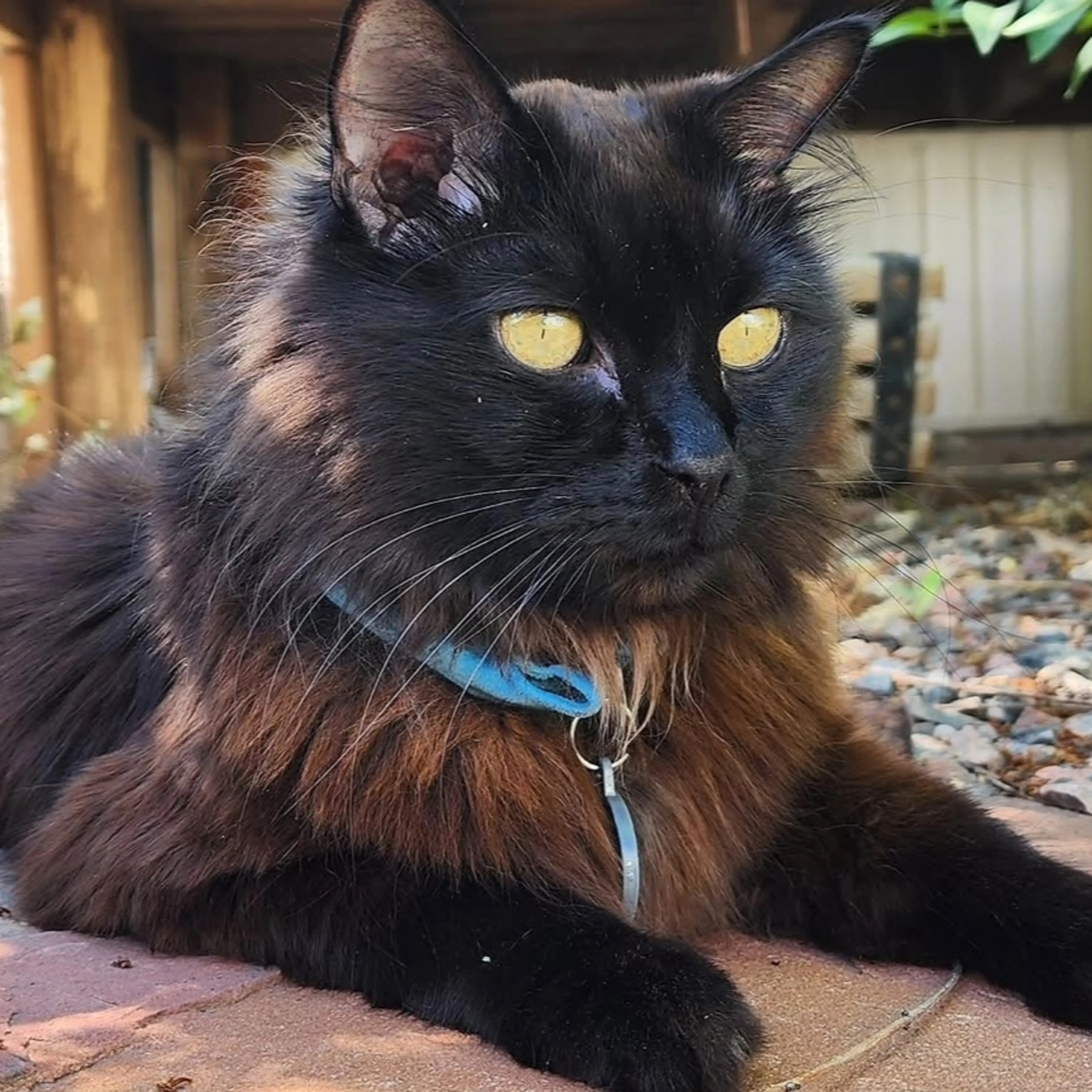 Lost pet-3
