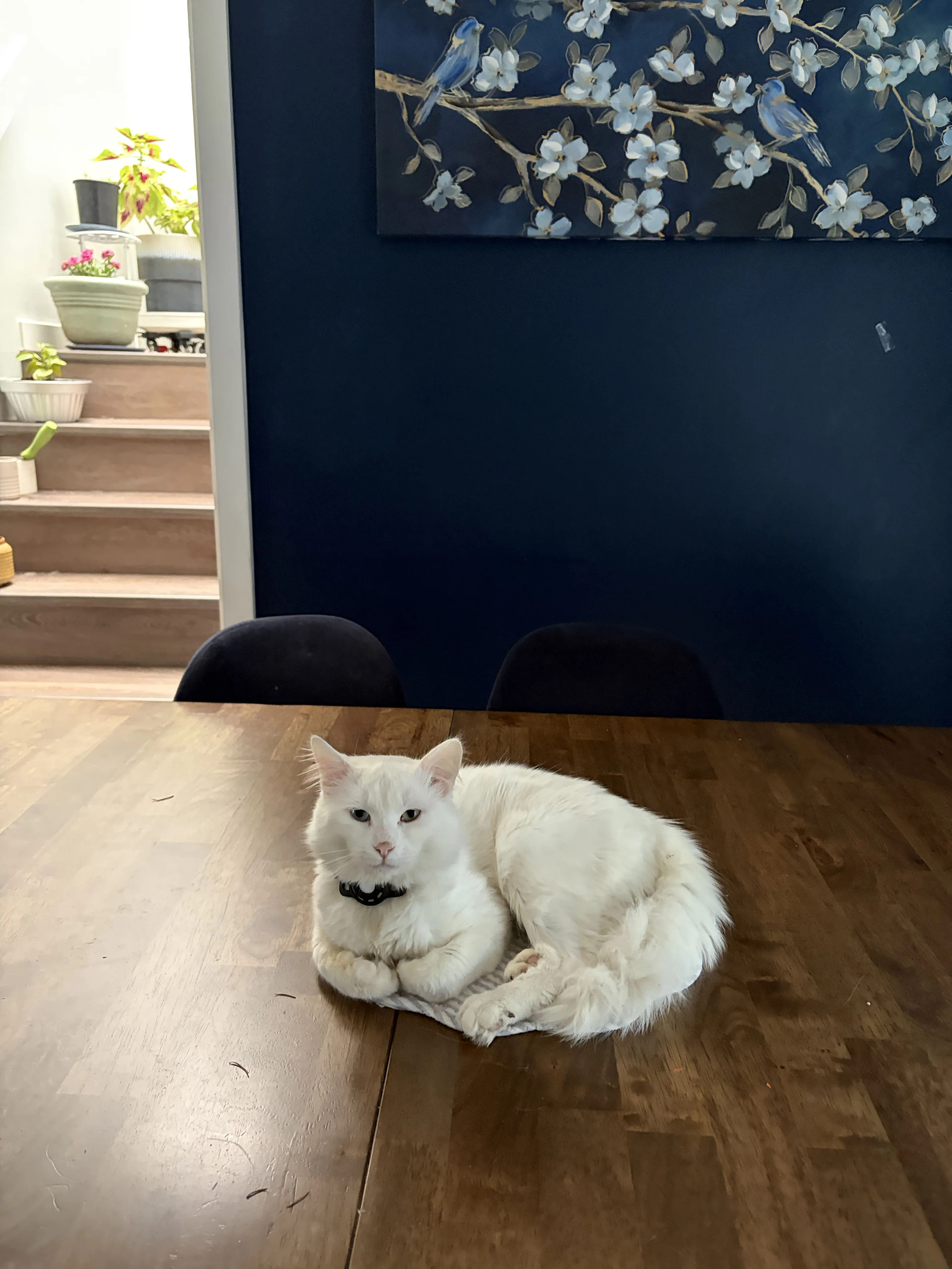 Lost pet-0