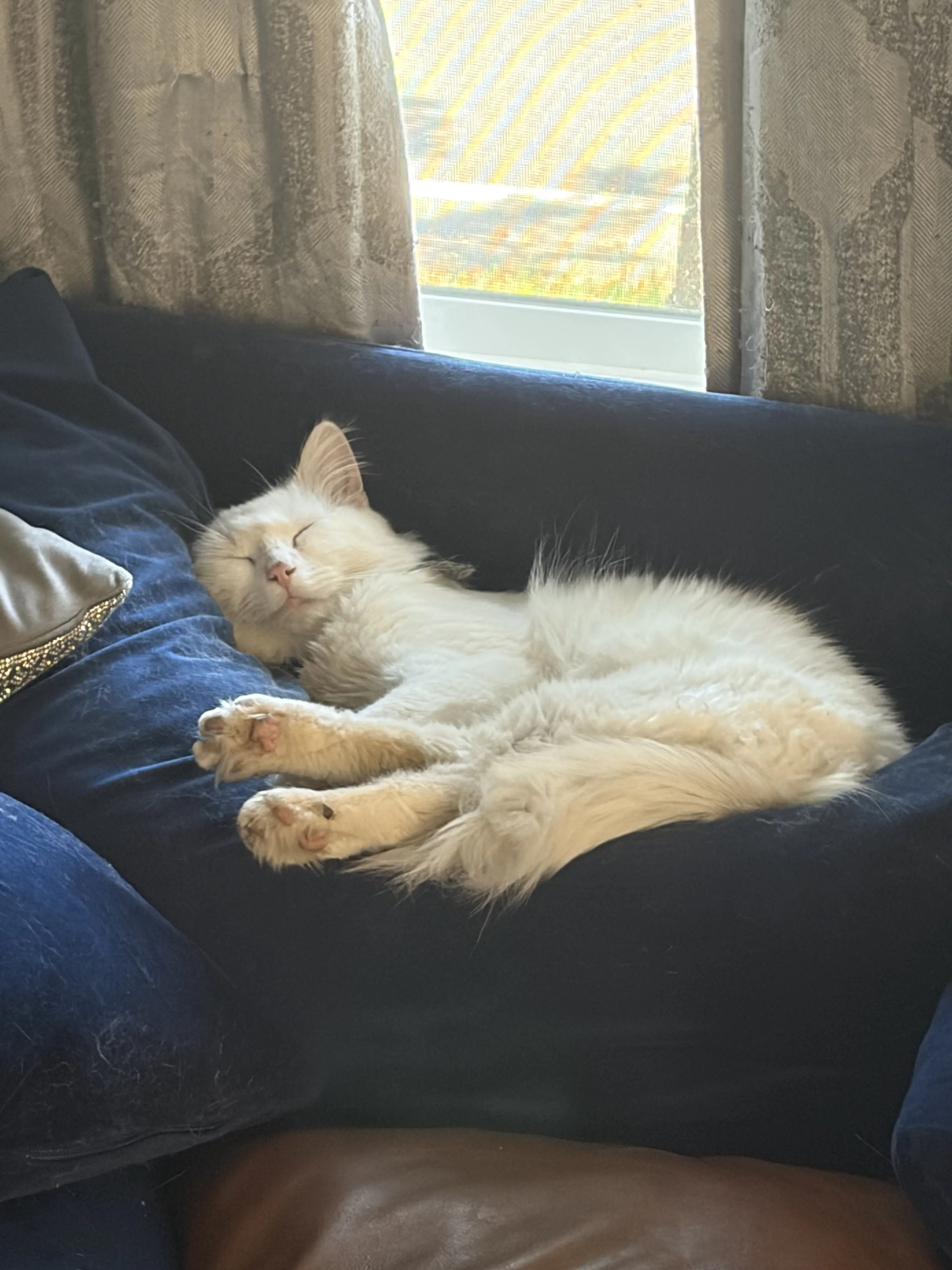 Lost pet-1