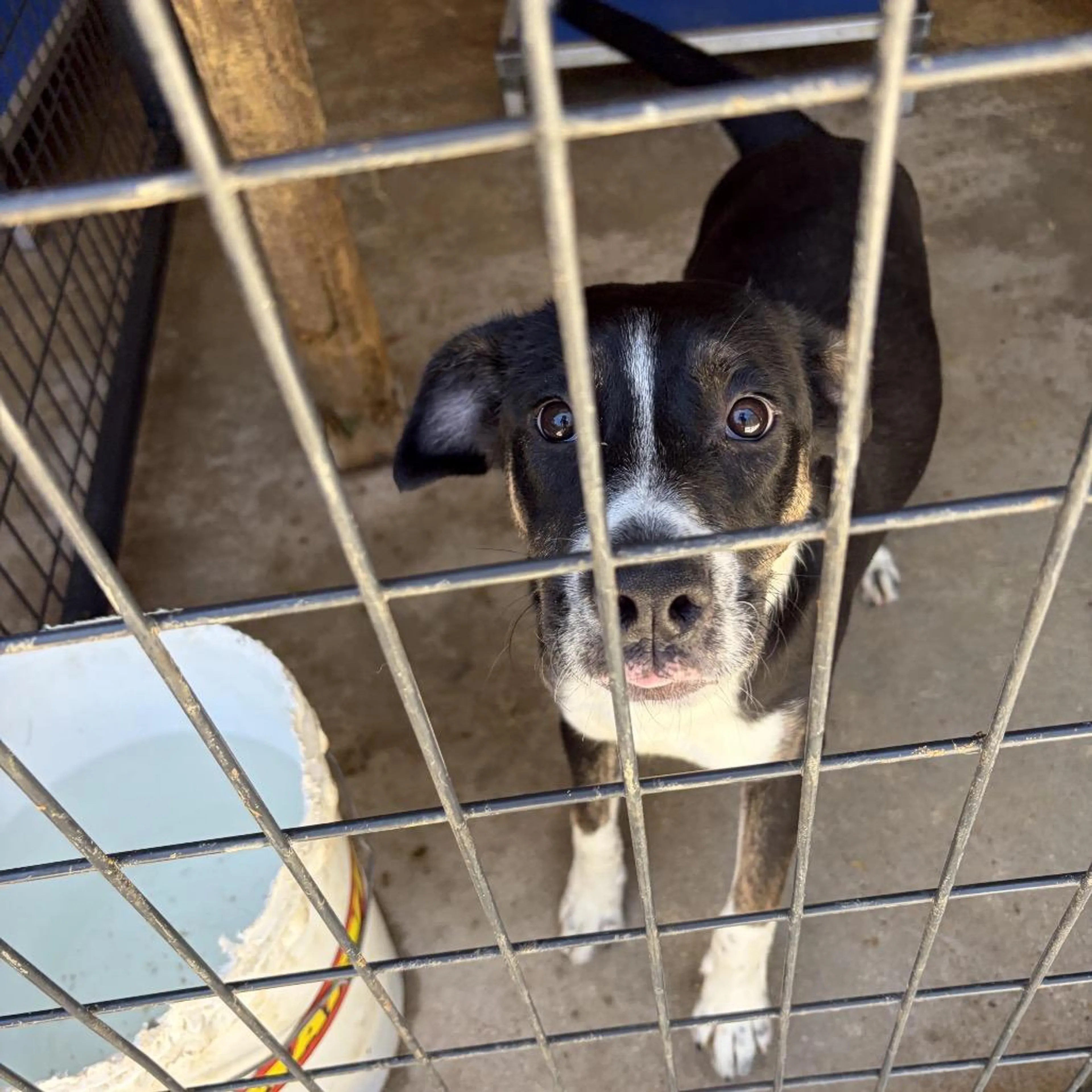 Found pet-2