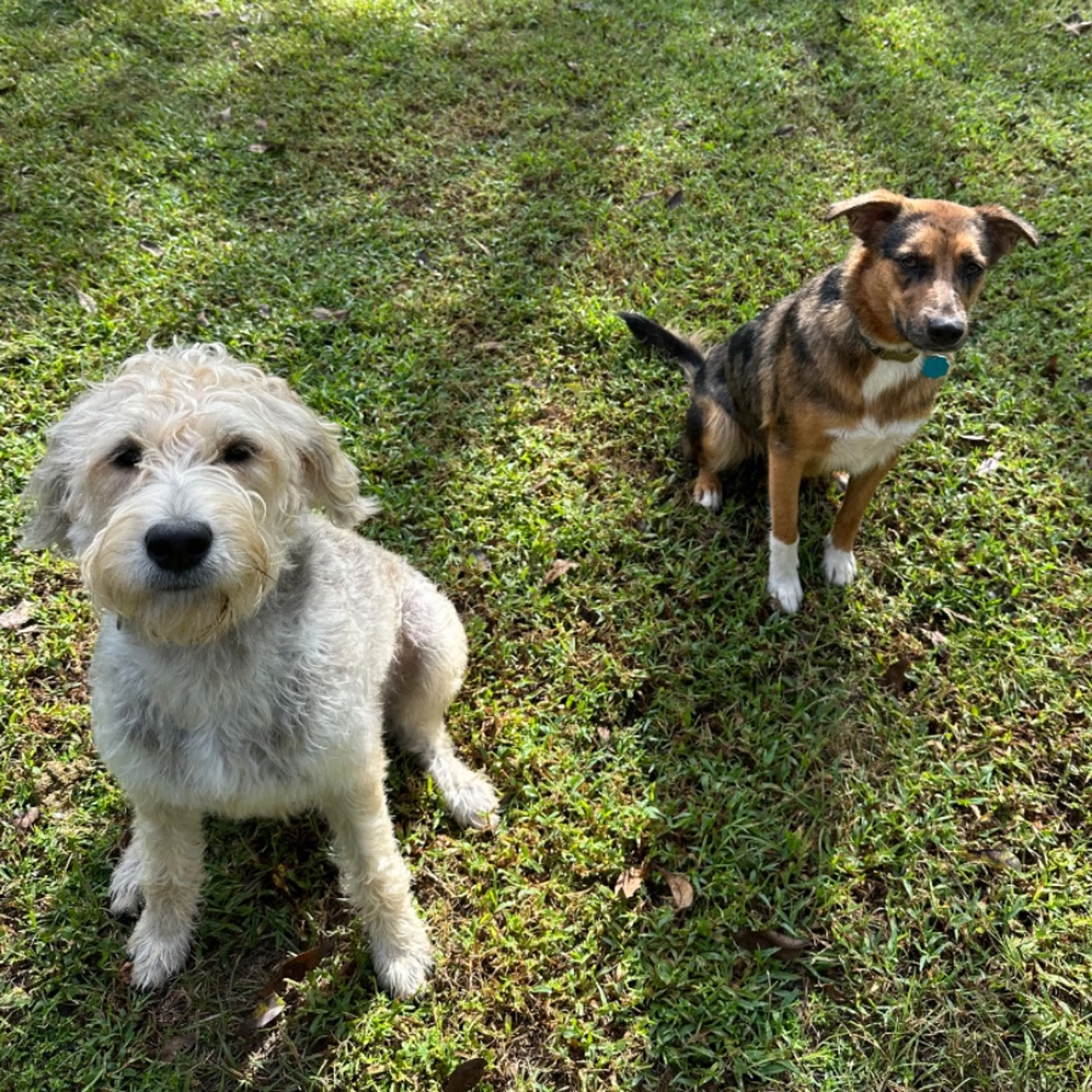 Lost pet