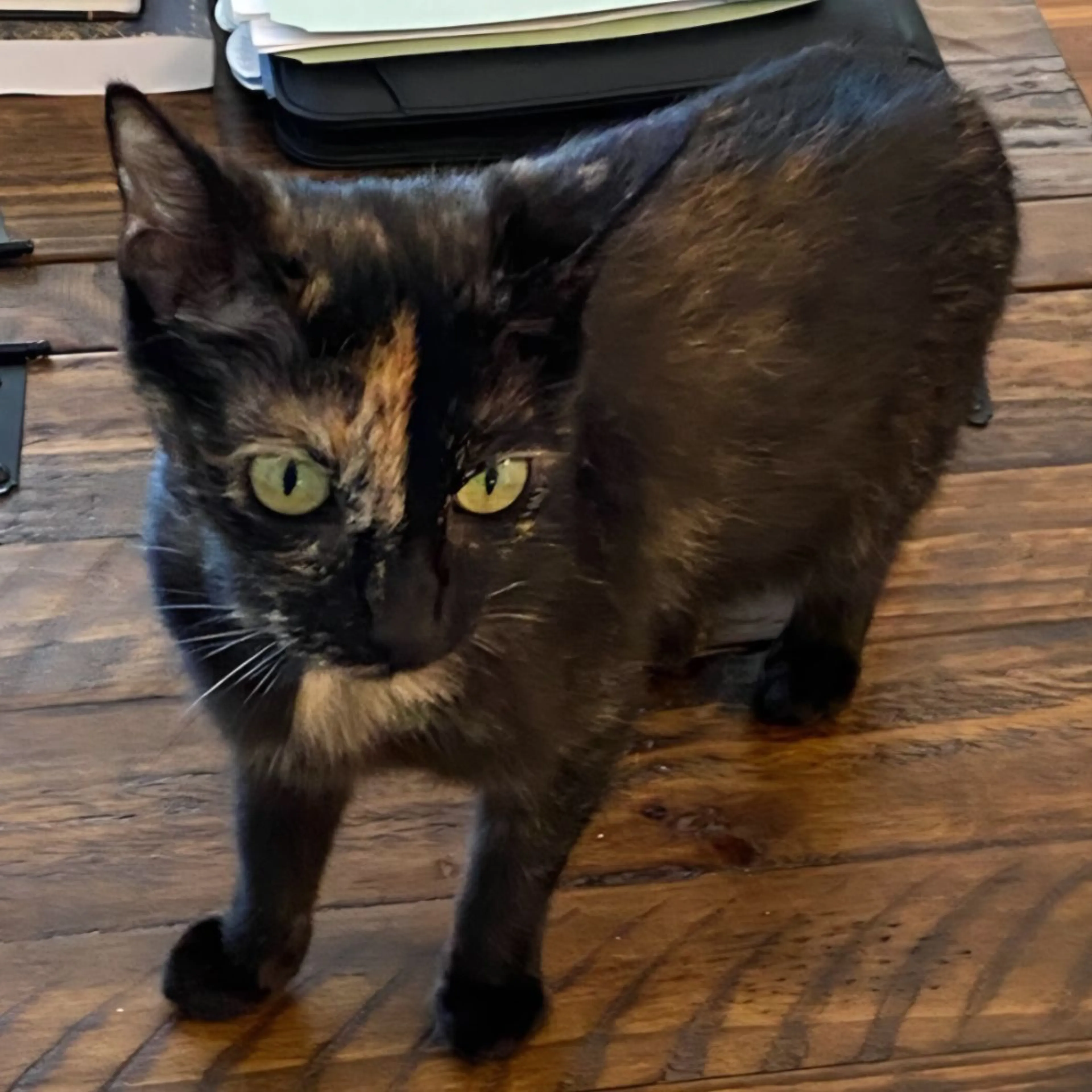 Lost pet