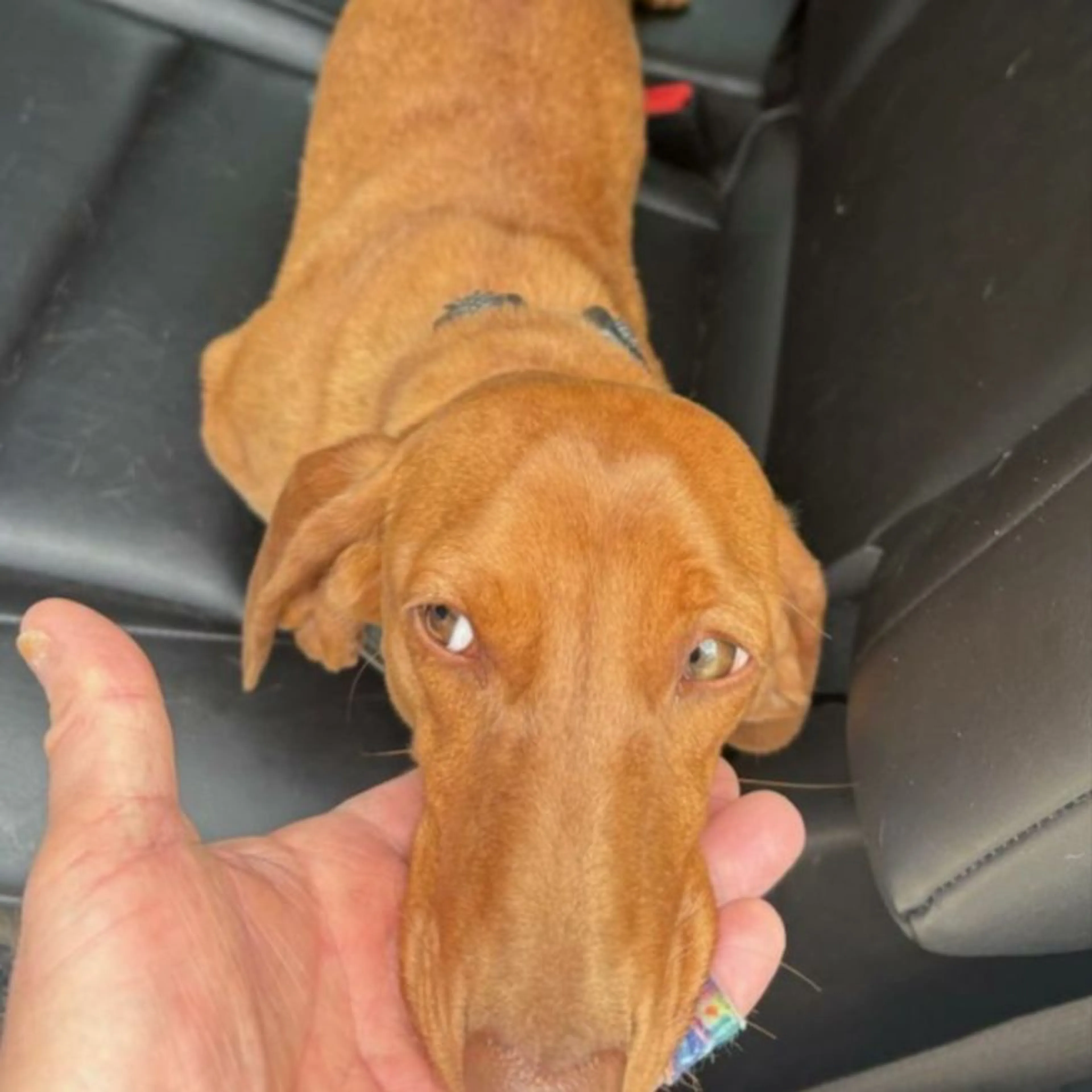 Found pet
