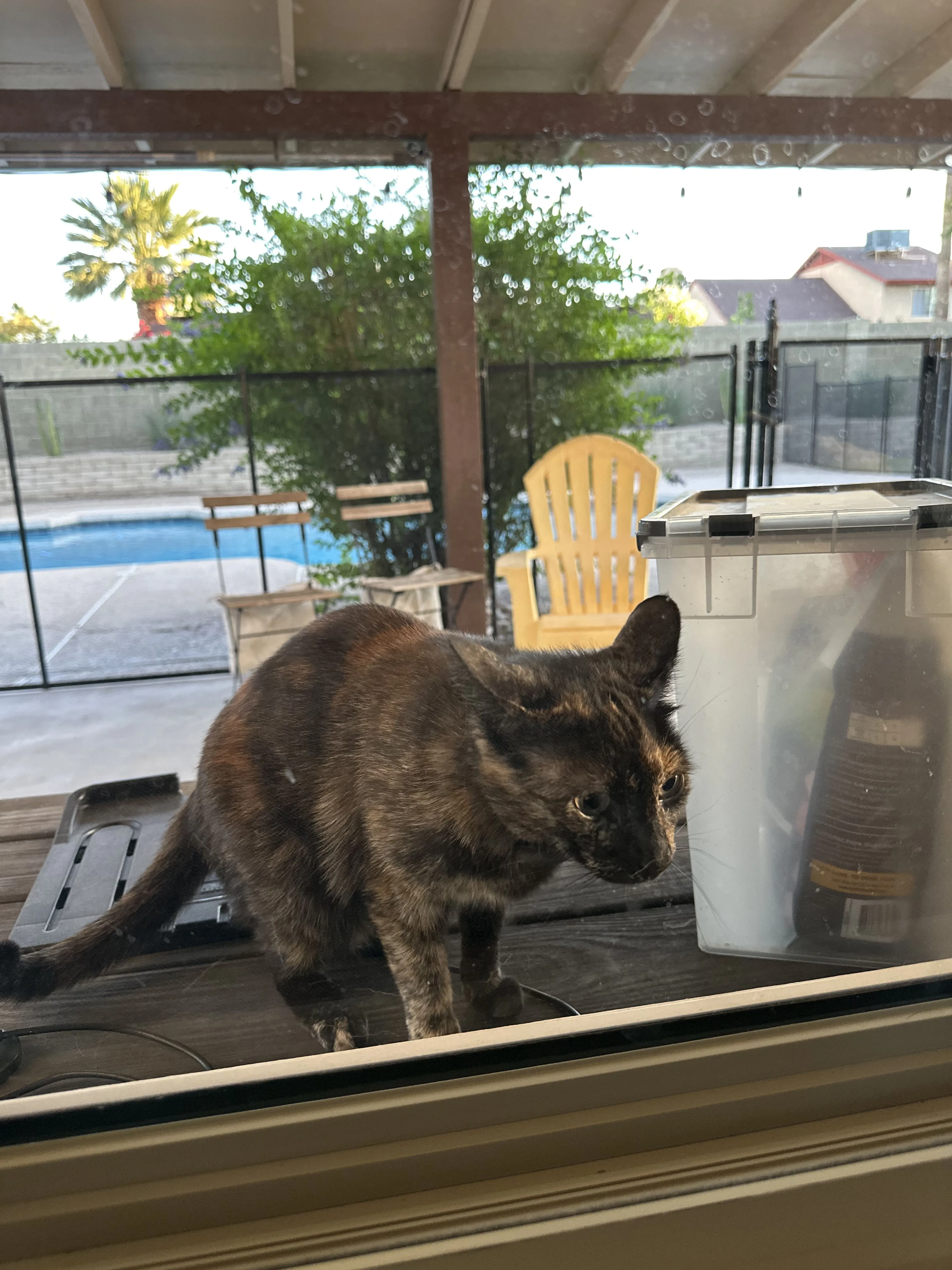 Lost pet