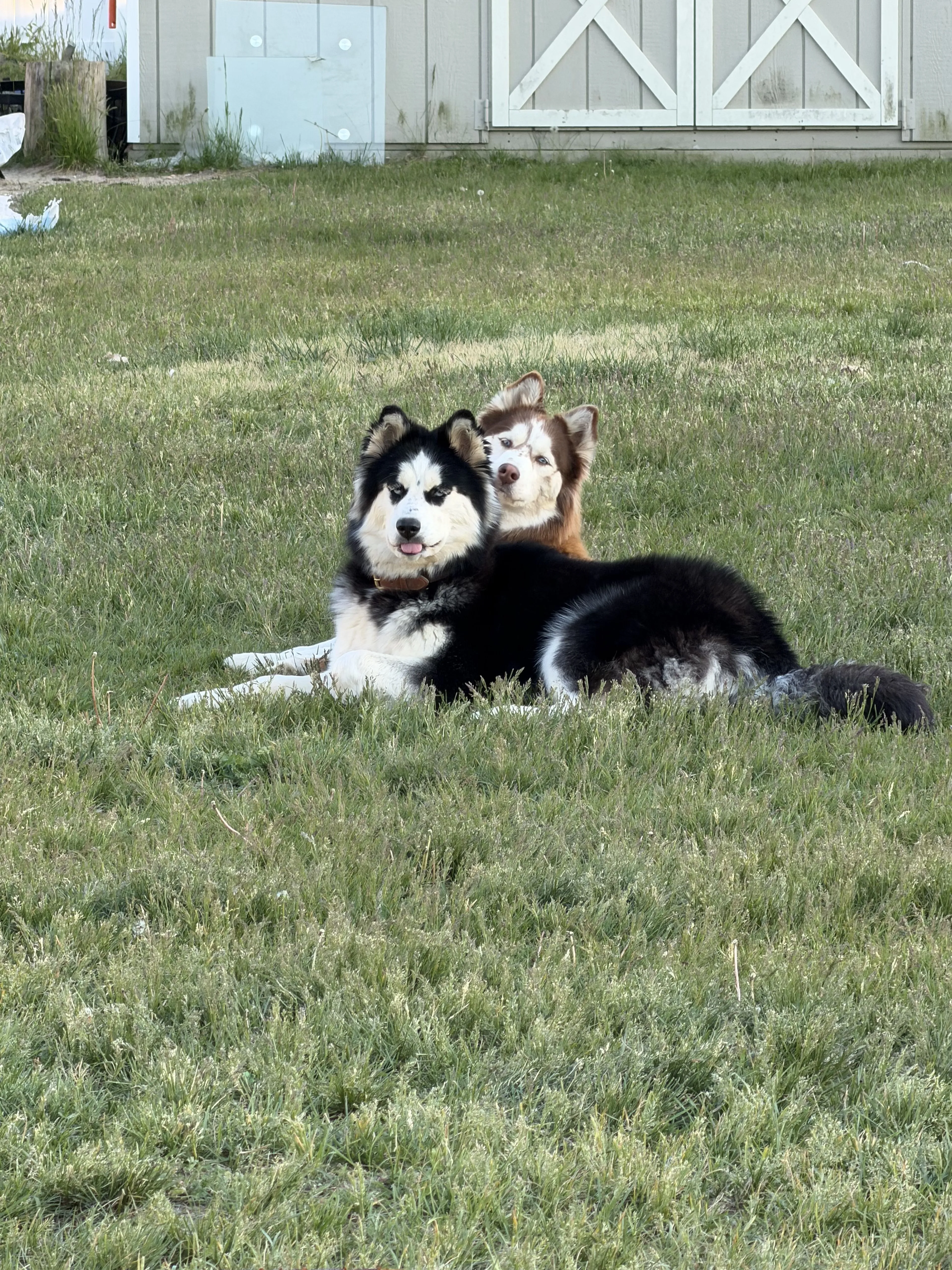 Lost pet