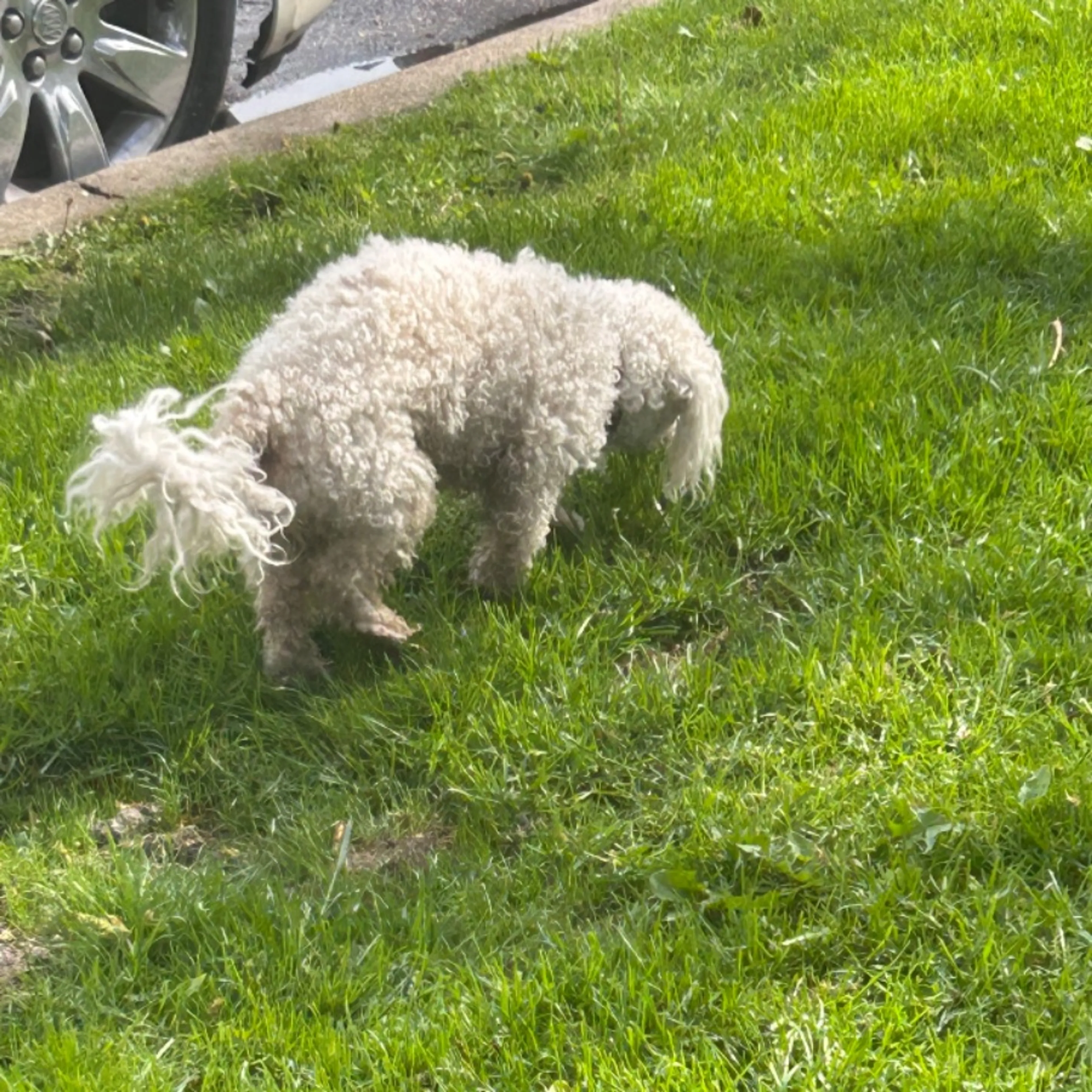 Found pet