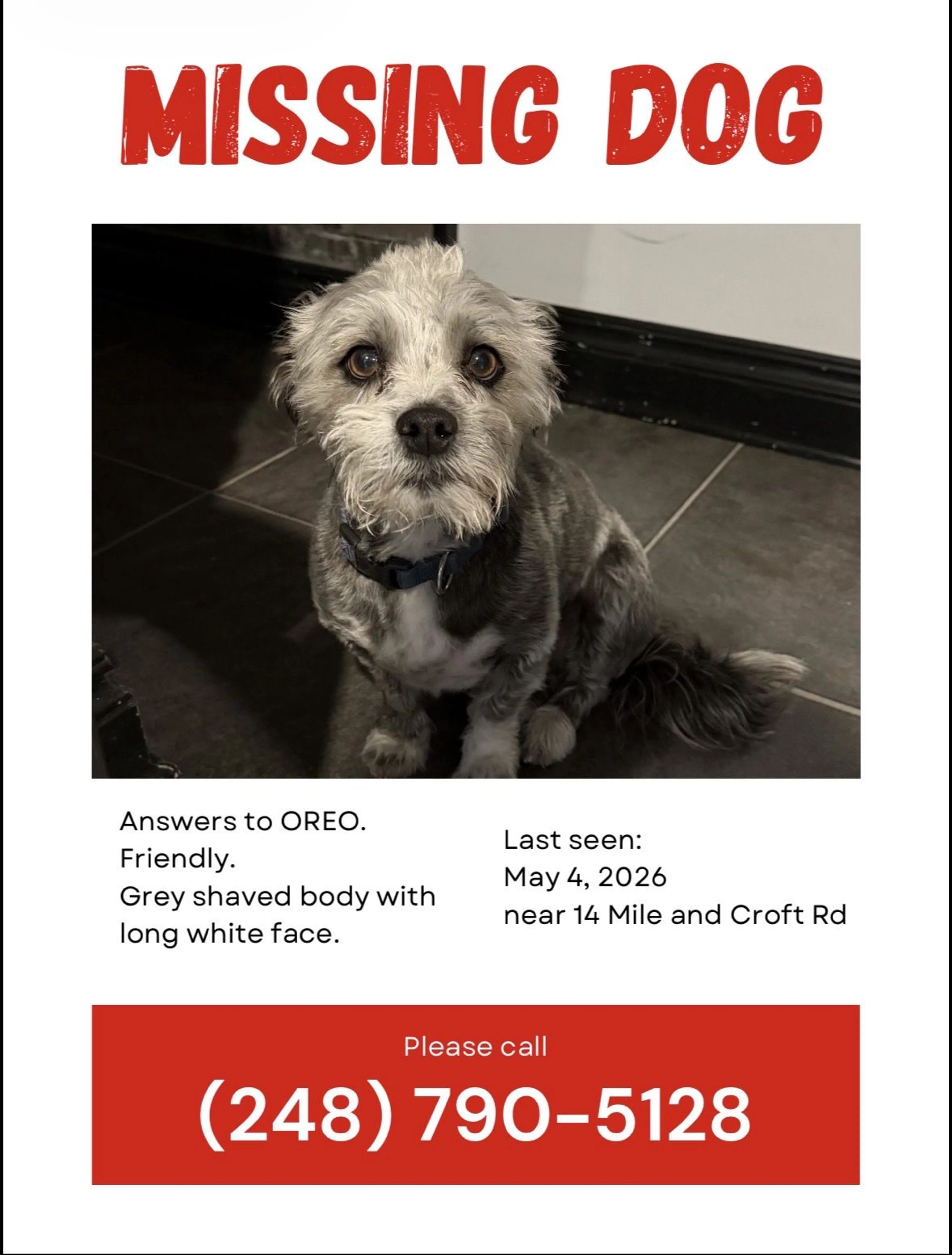 Lost pet