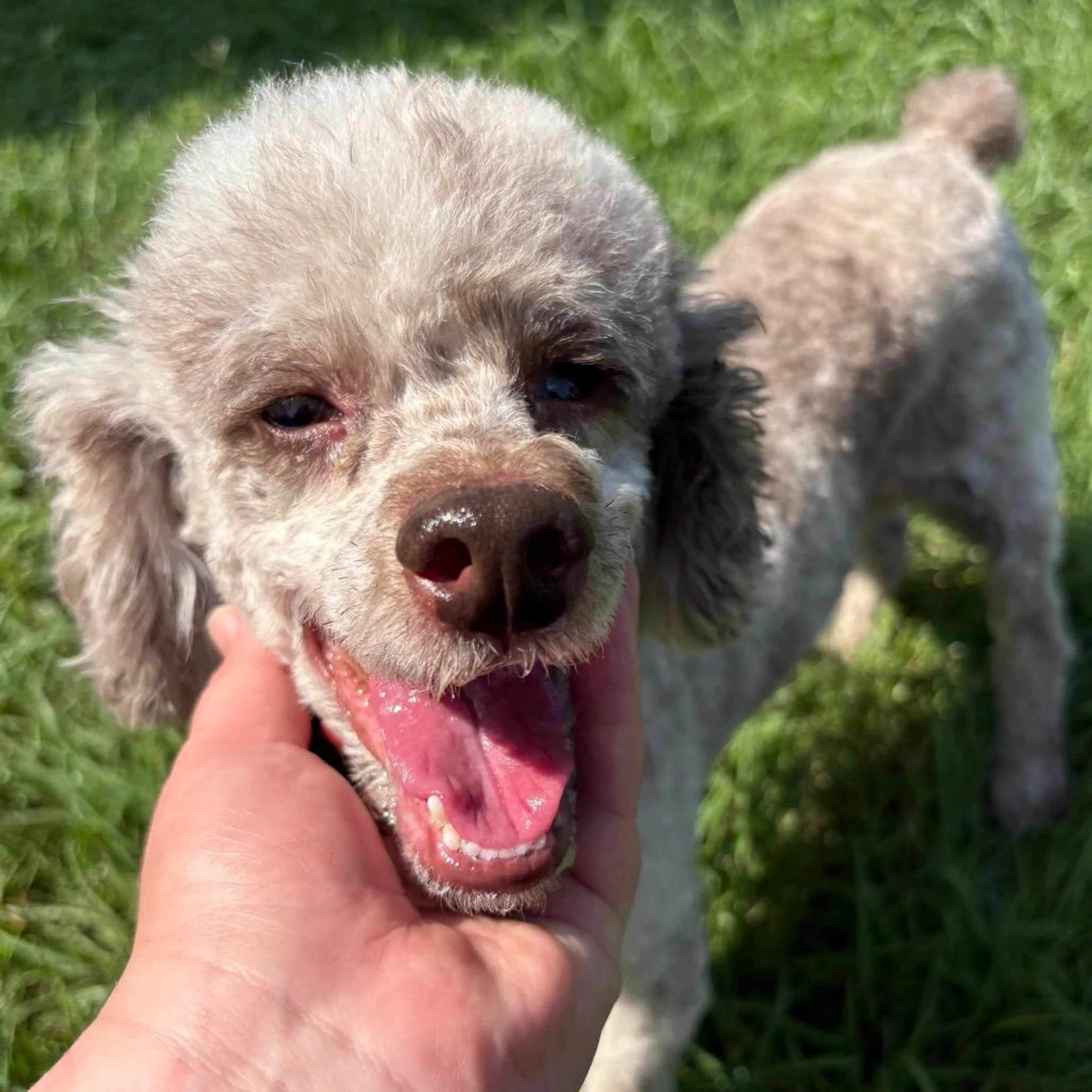 Found pet-2