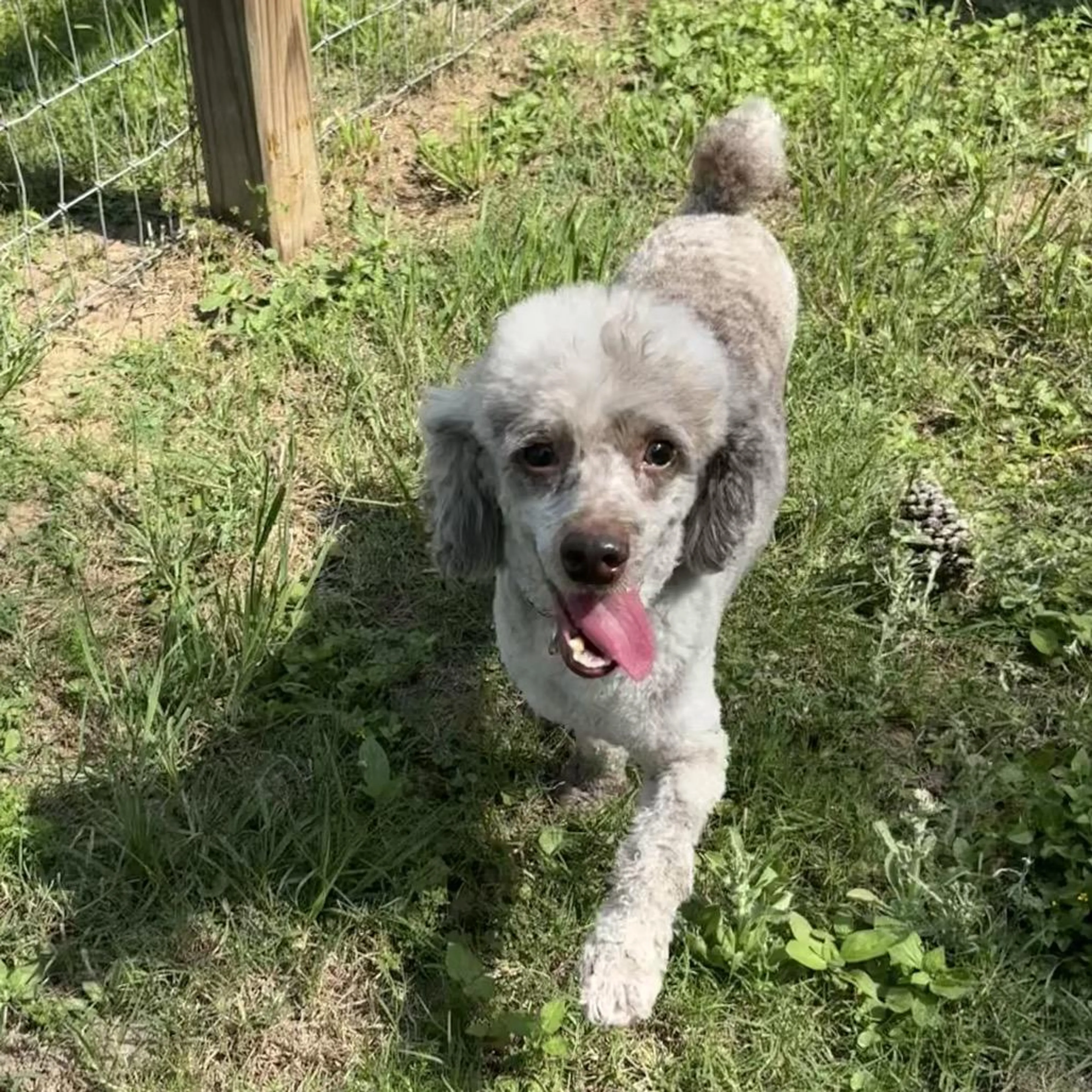 Found pet-5