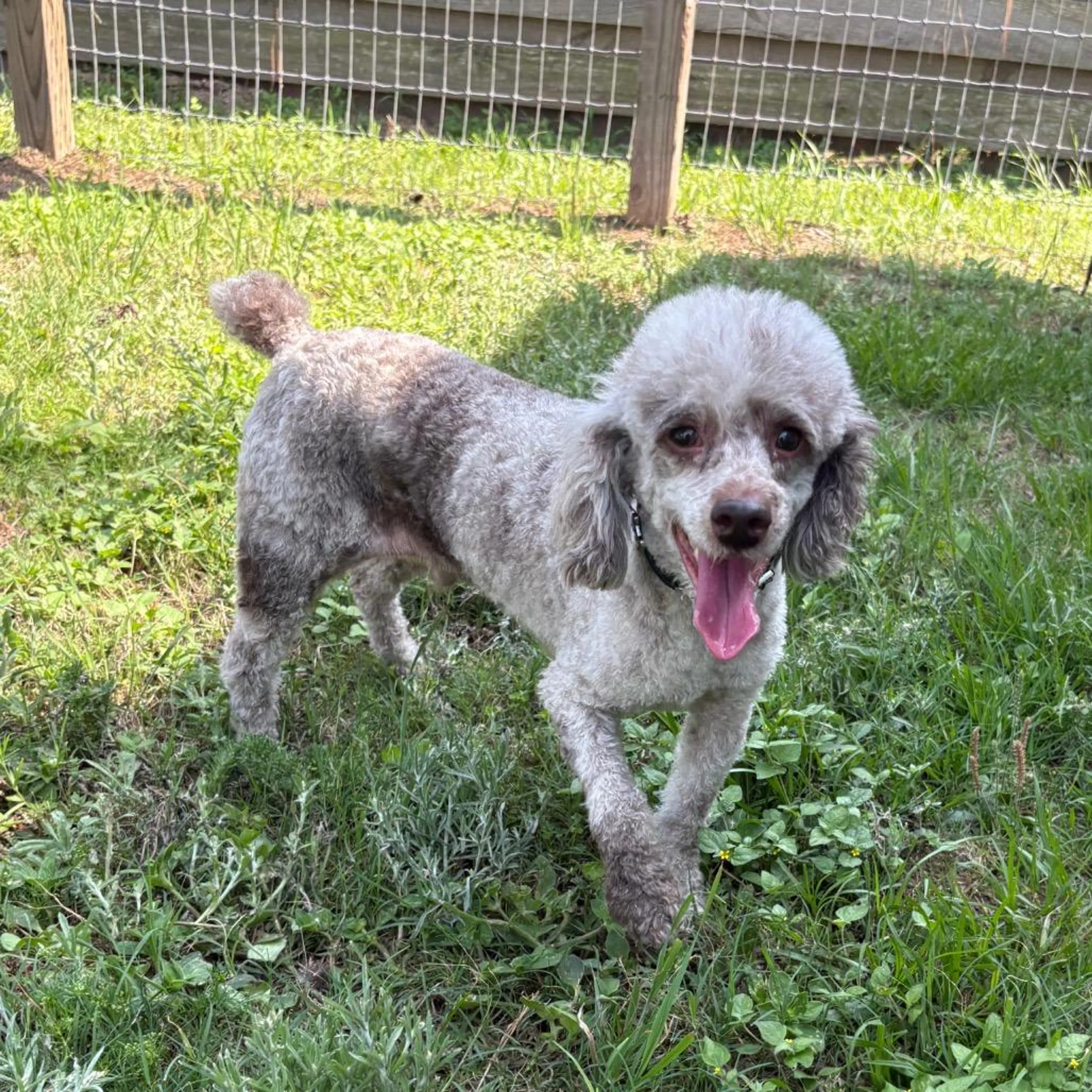 Found pet-1